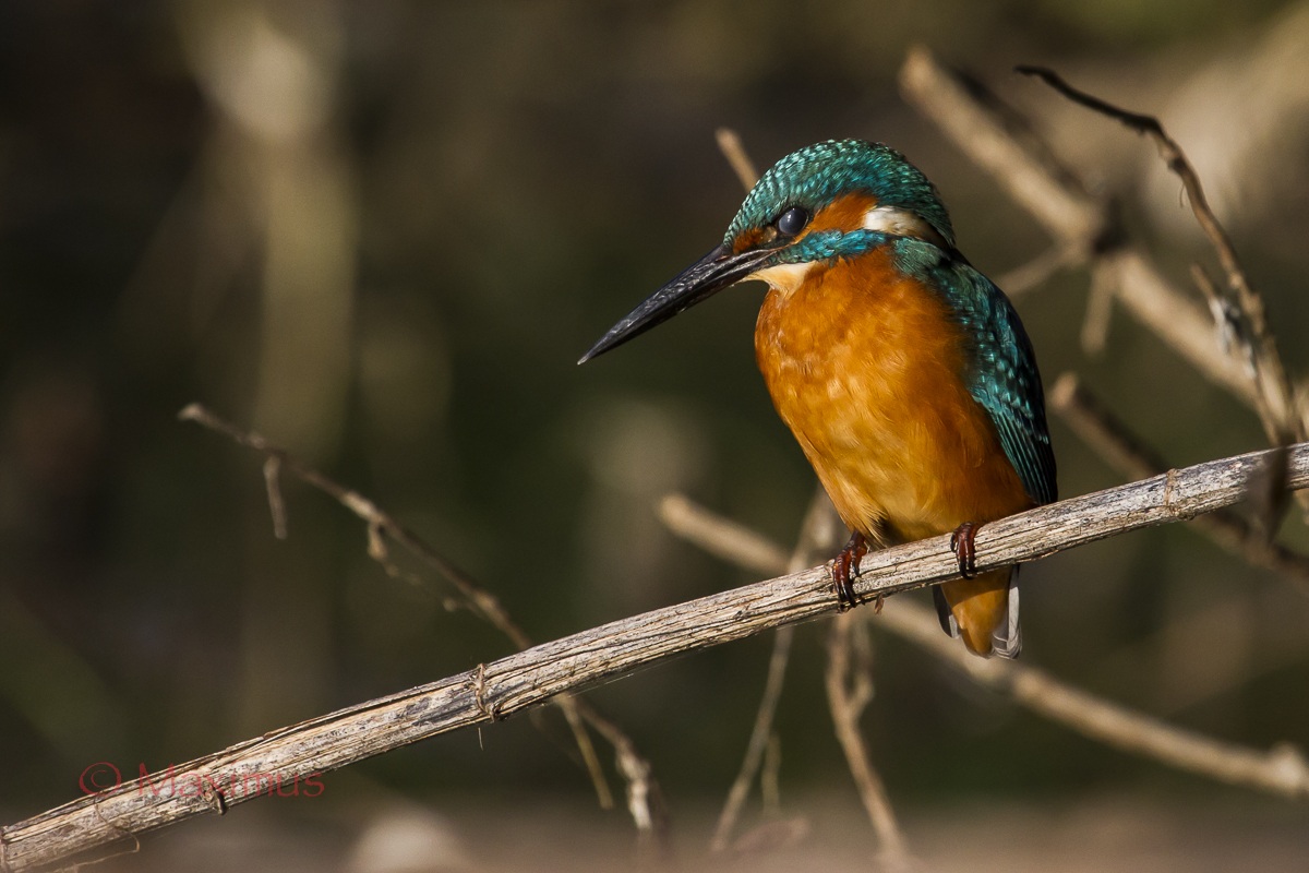 .. bothered by the sun ...