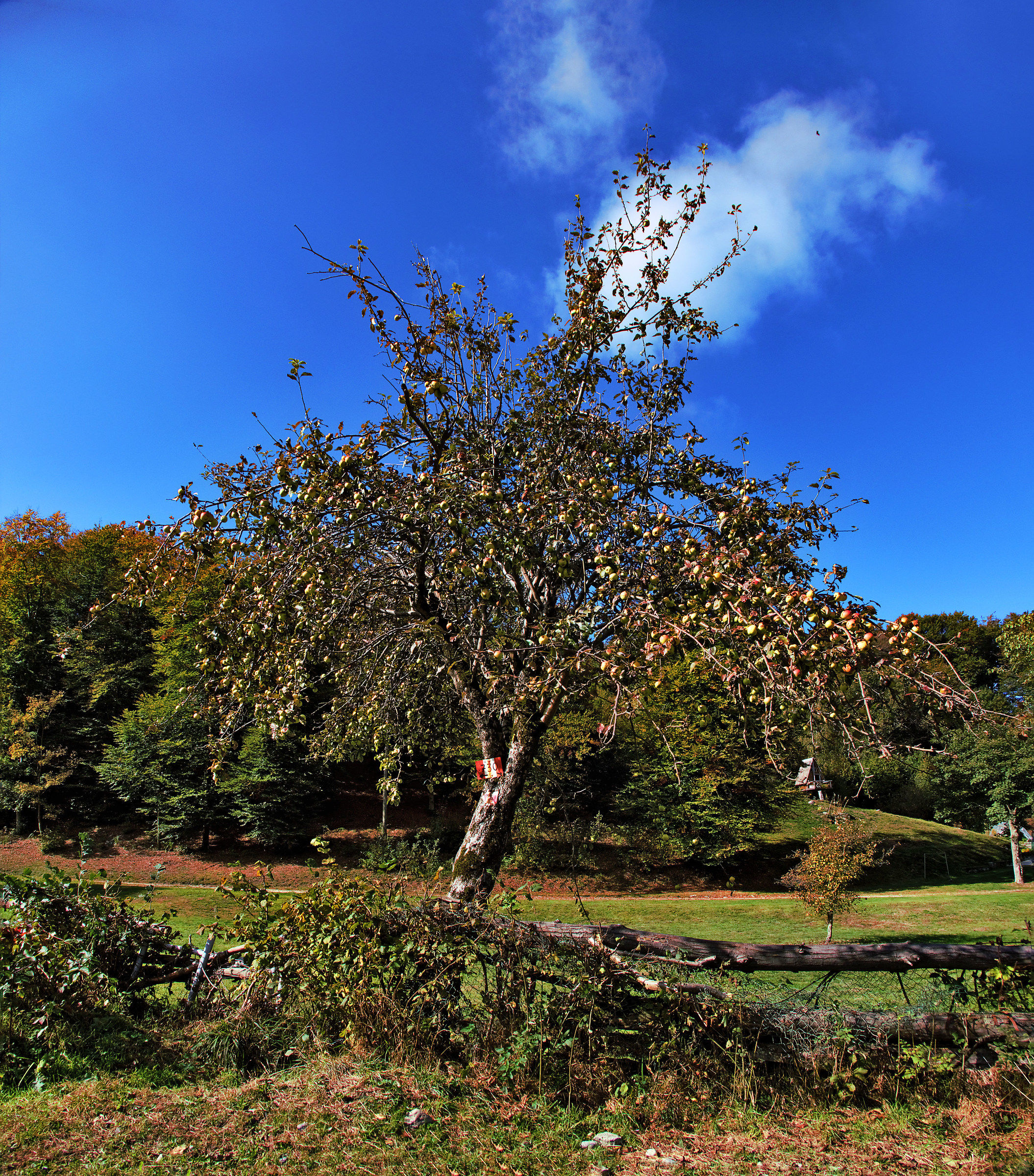 E-the Time of apples