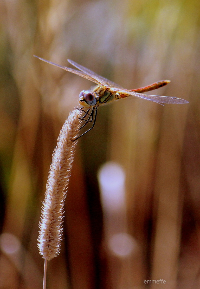 Libellula