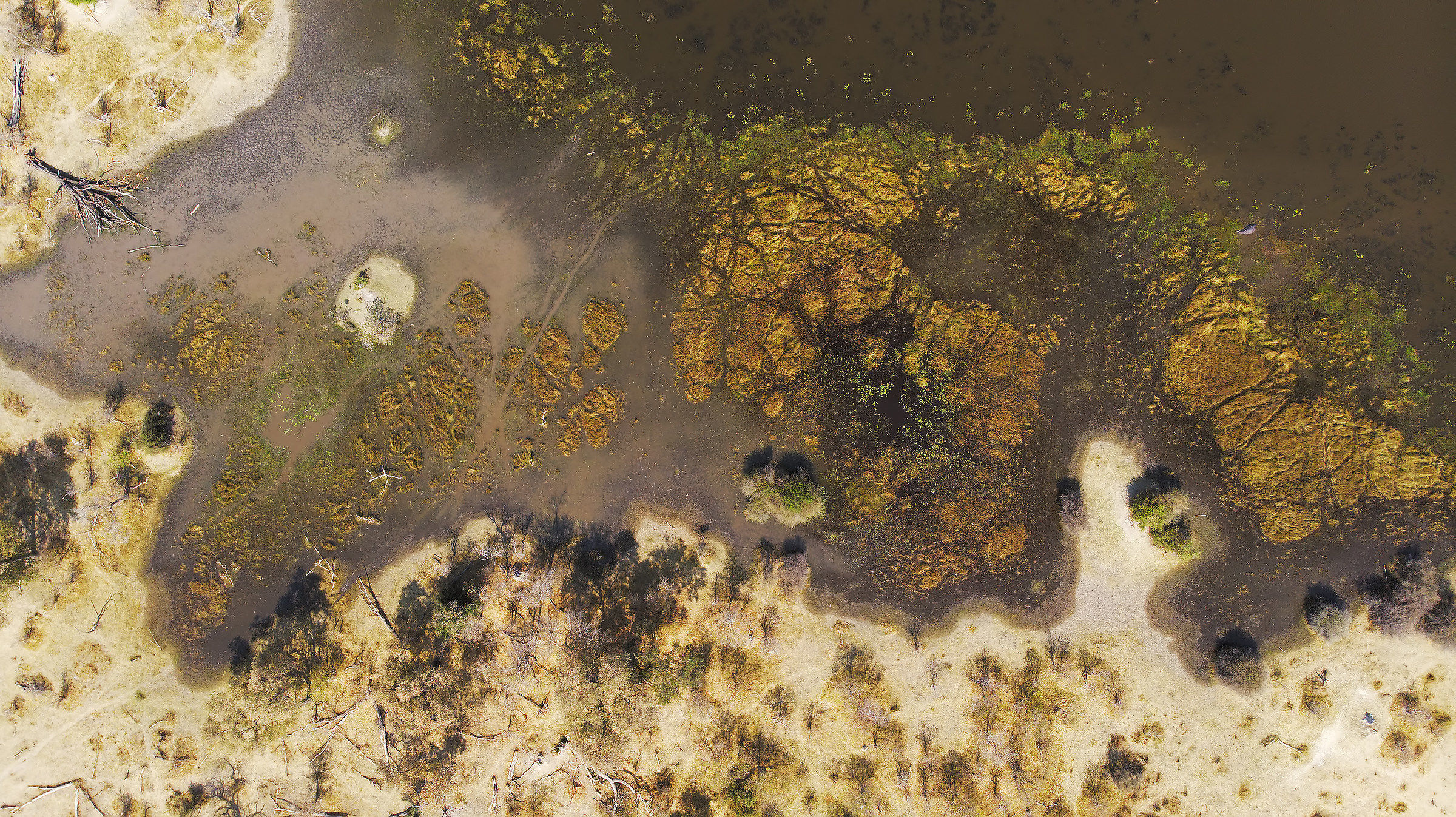 The puddle of the Hippopotamus