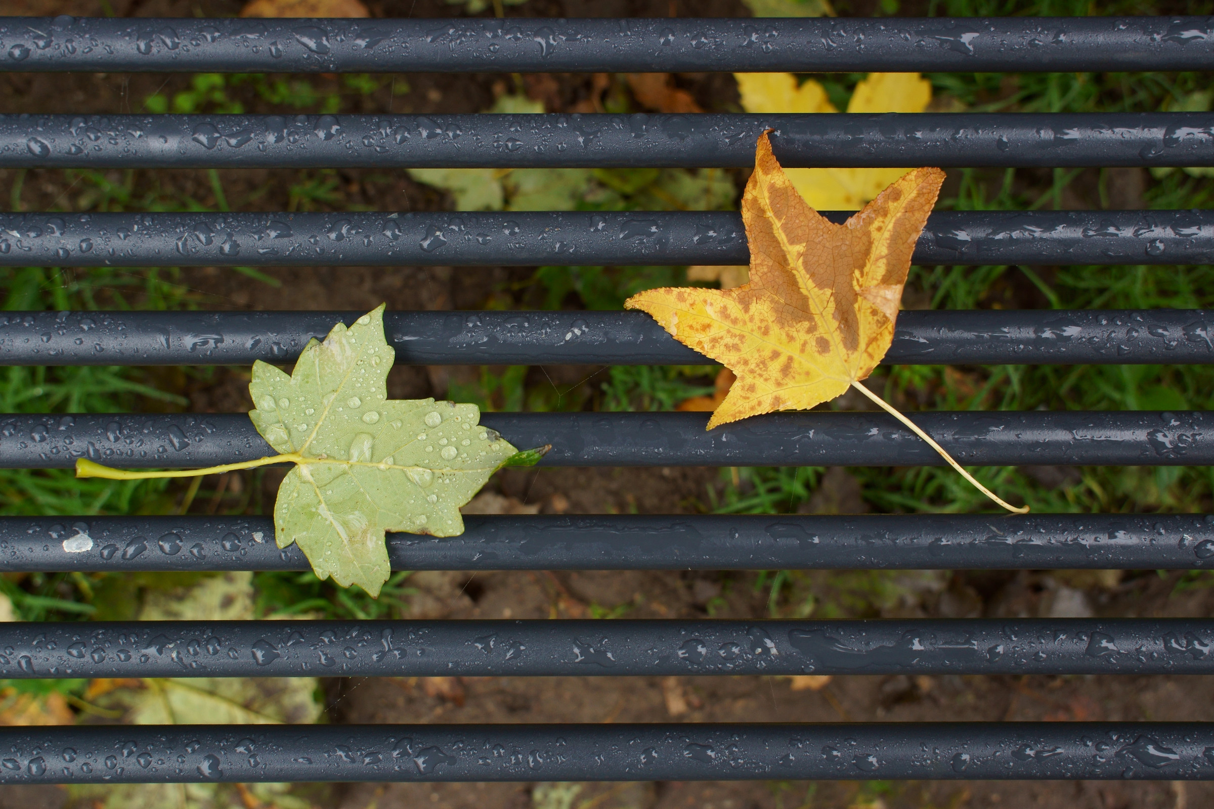 Autumn Bench 2