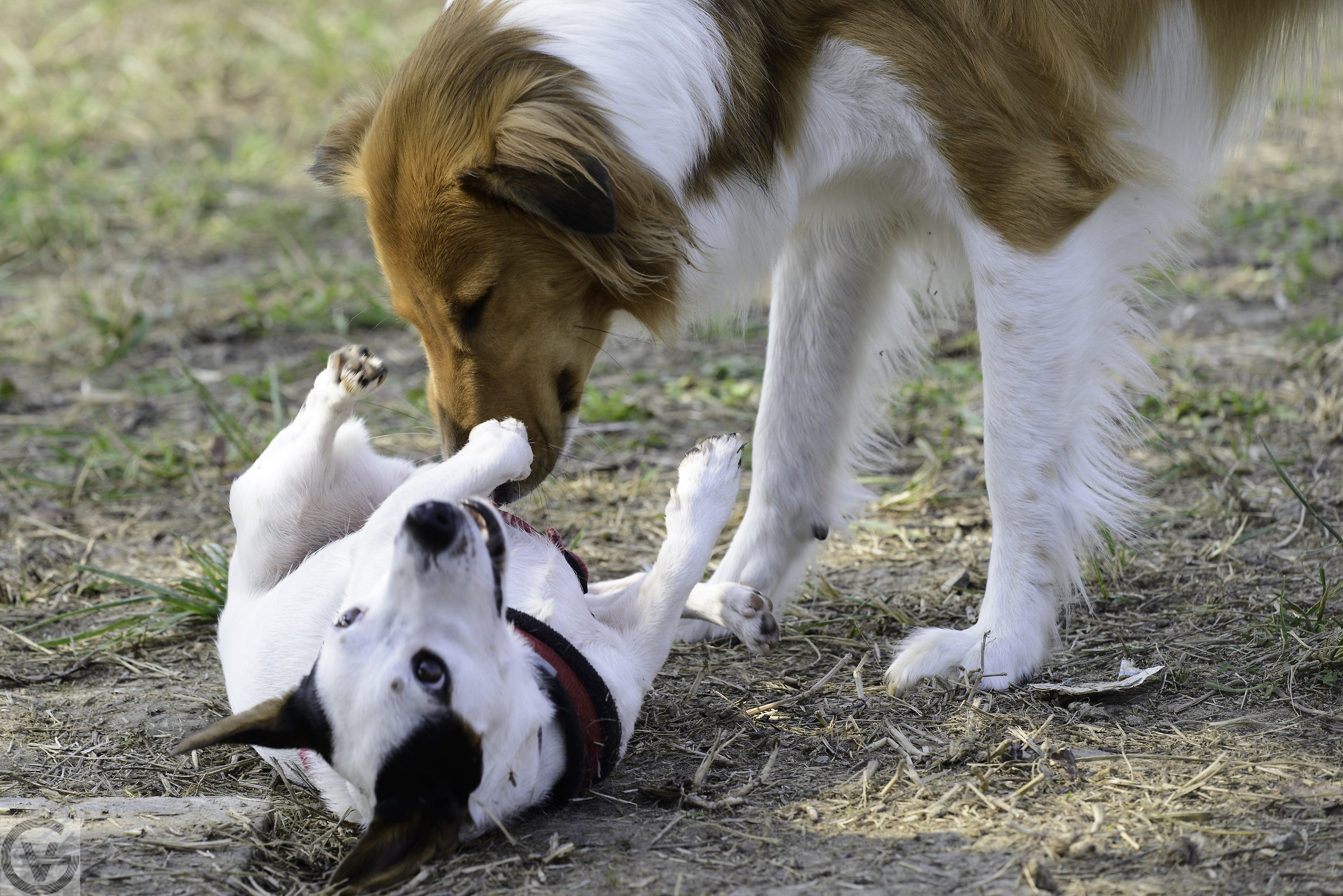 una giornata in mezzo ai nostri amici a quattro zampe
