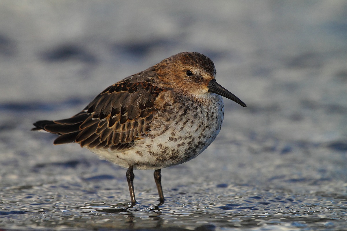 Piovanello pancianera