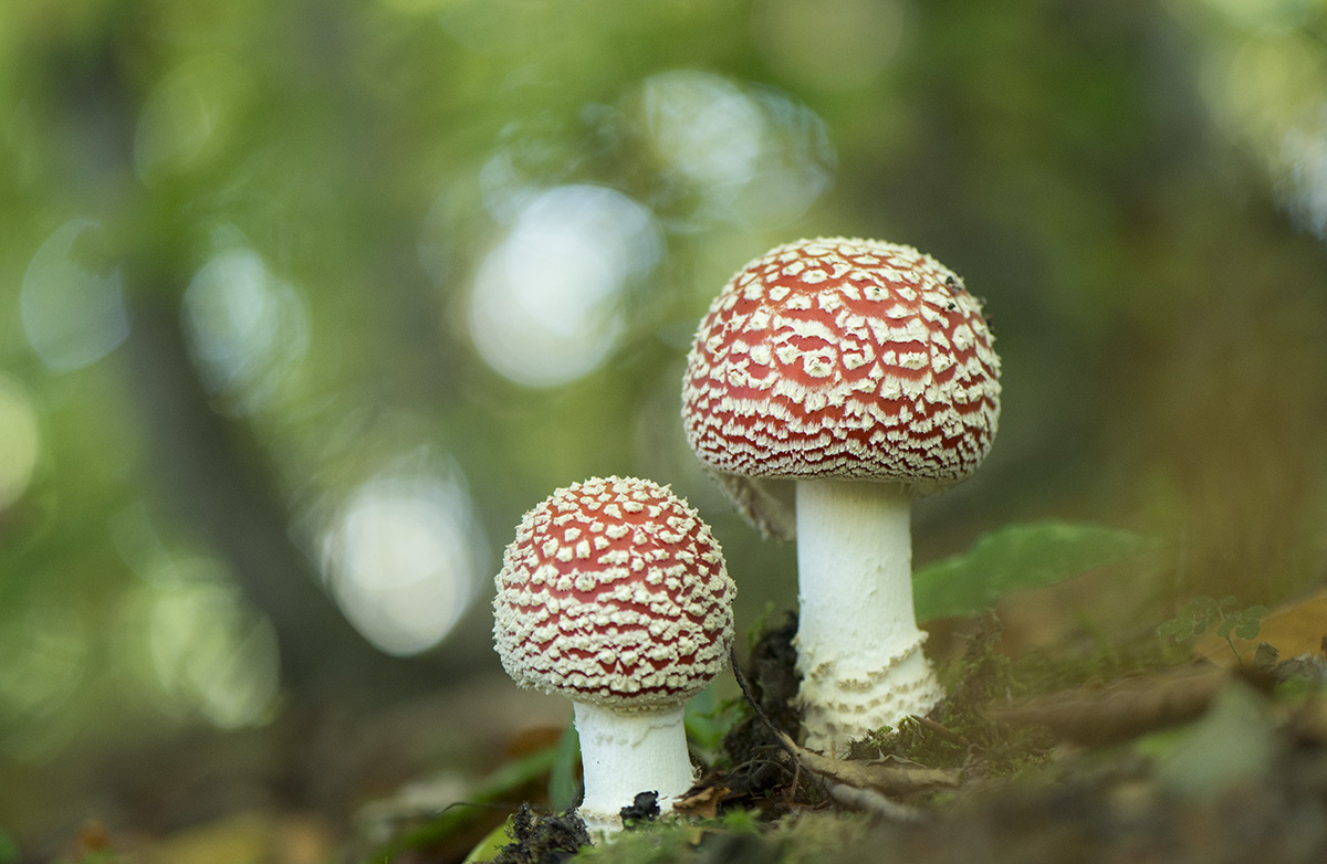 Amanita muscaria