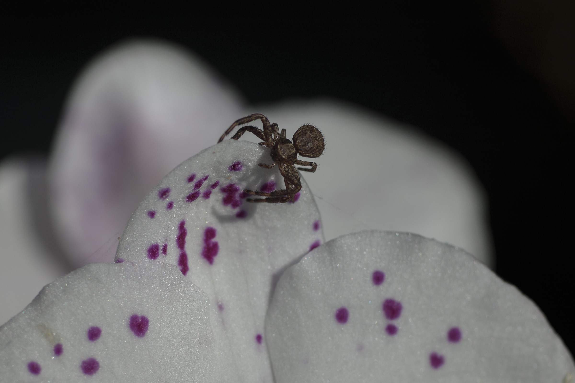 l'ospite che genera "paura....."