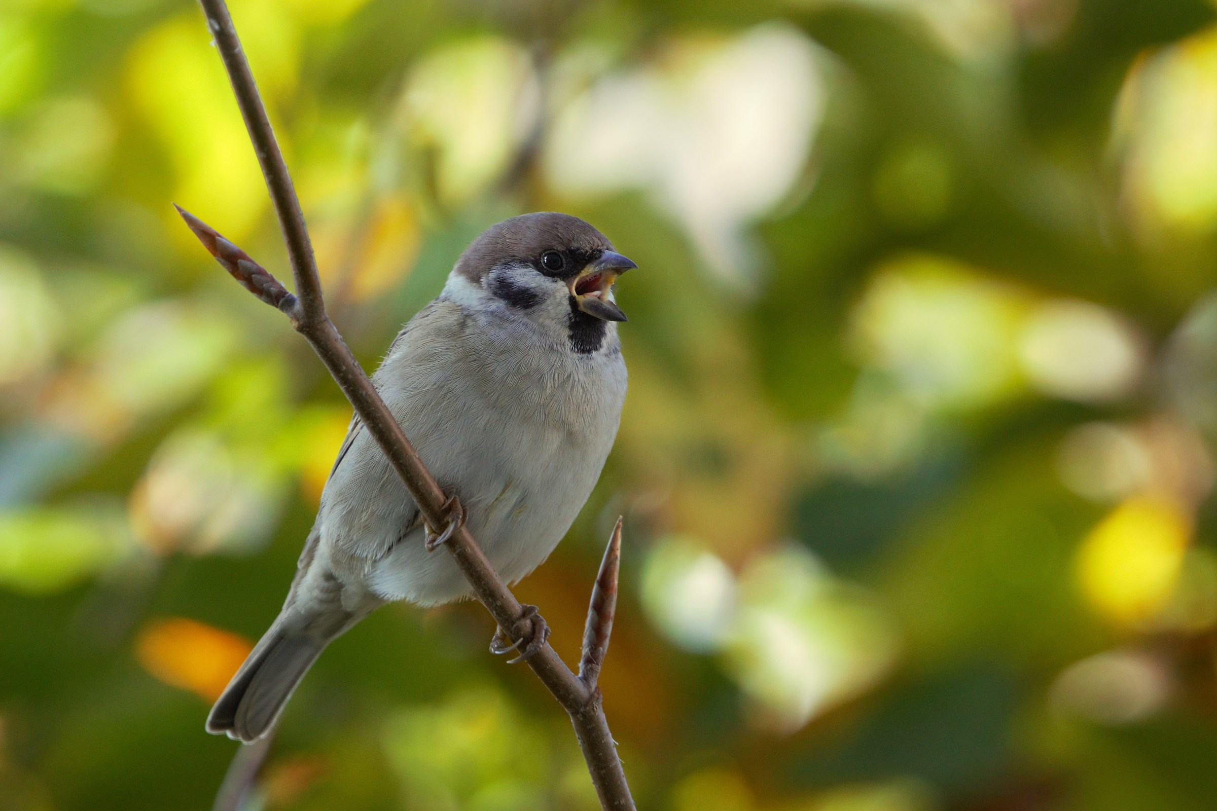 Eurasian tree sparrow (Passer montanus)