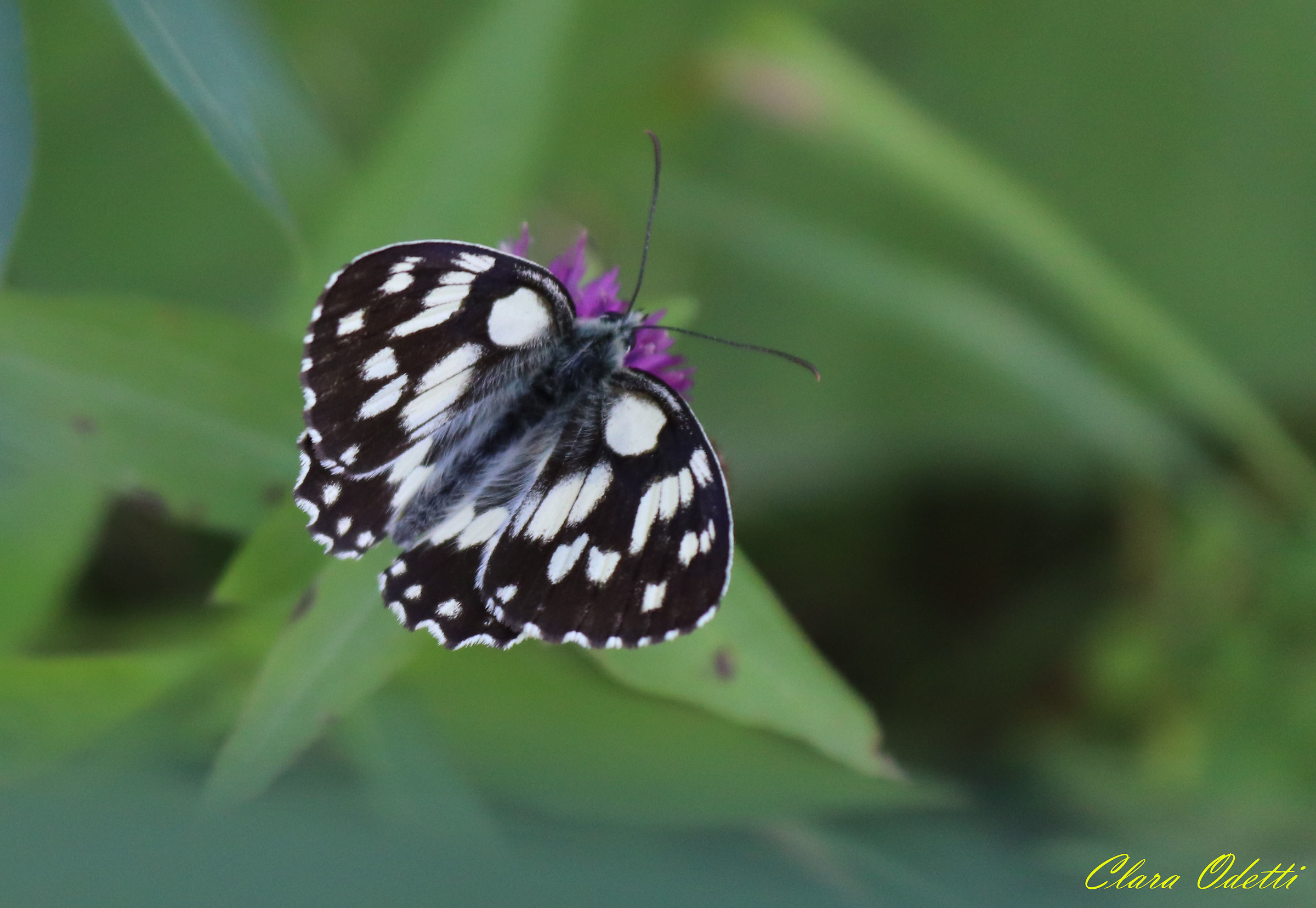 Melanargia galathea