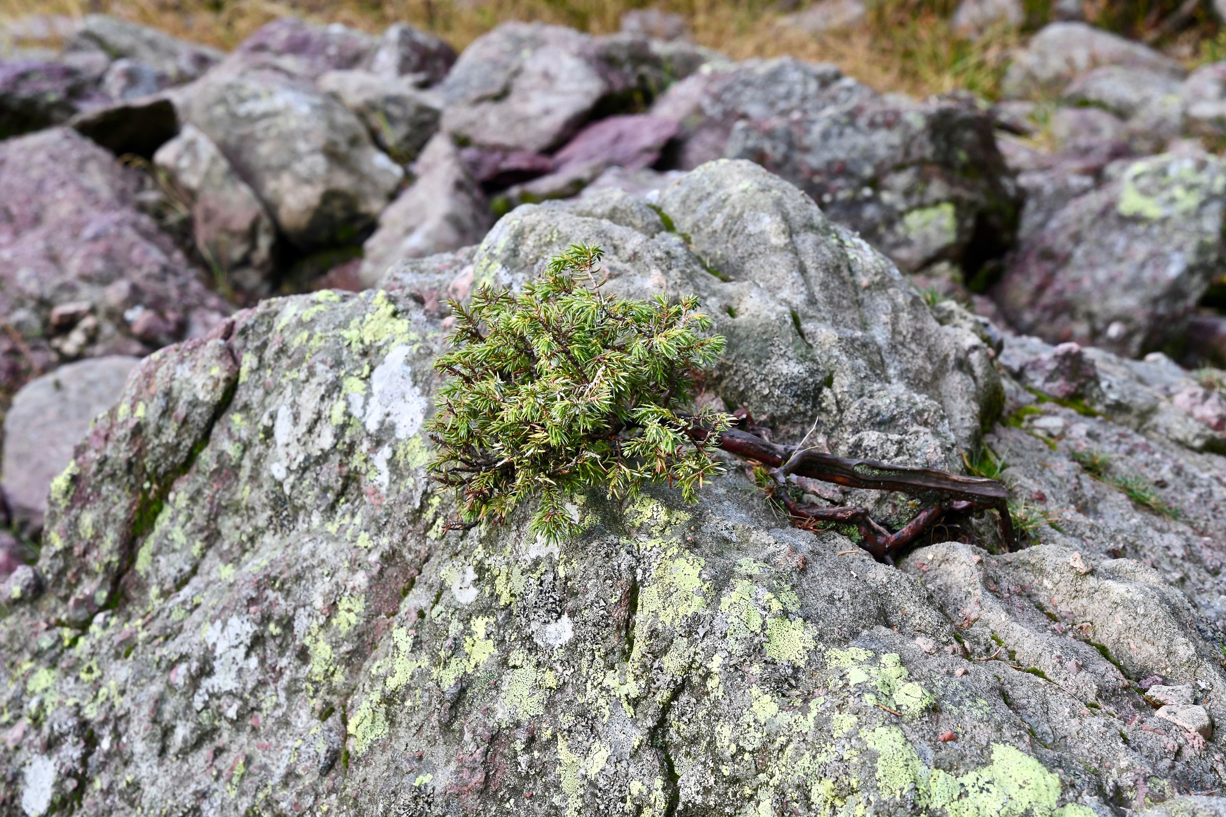 Juniper (upper Brembana Valley)