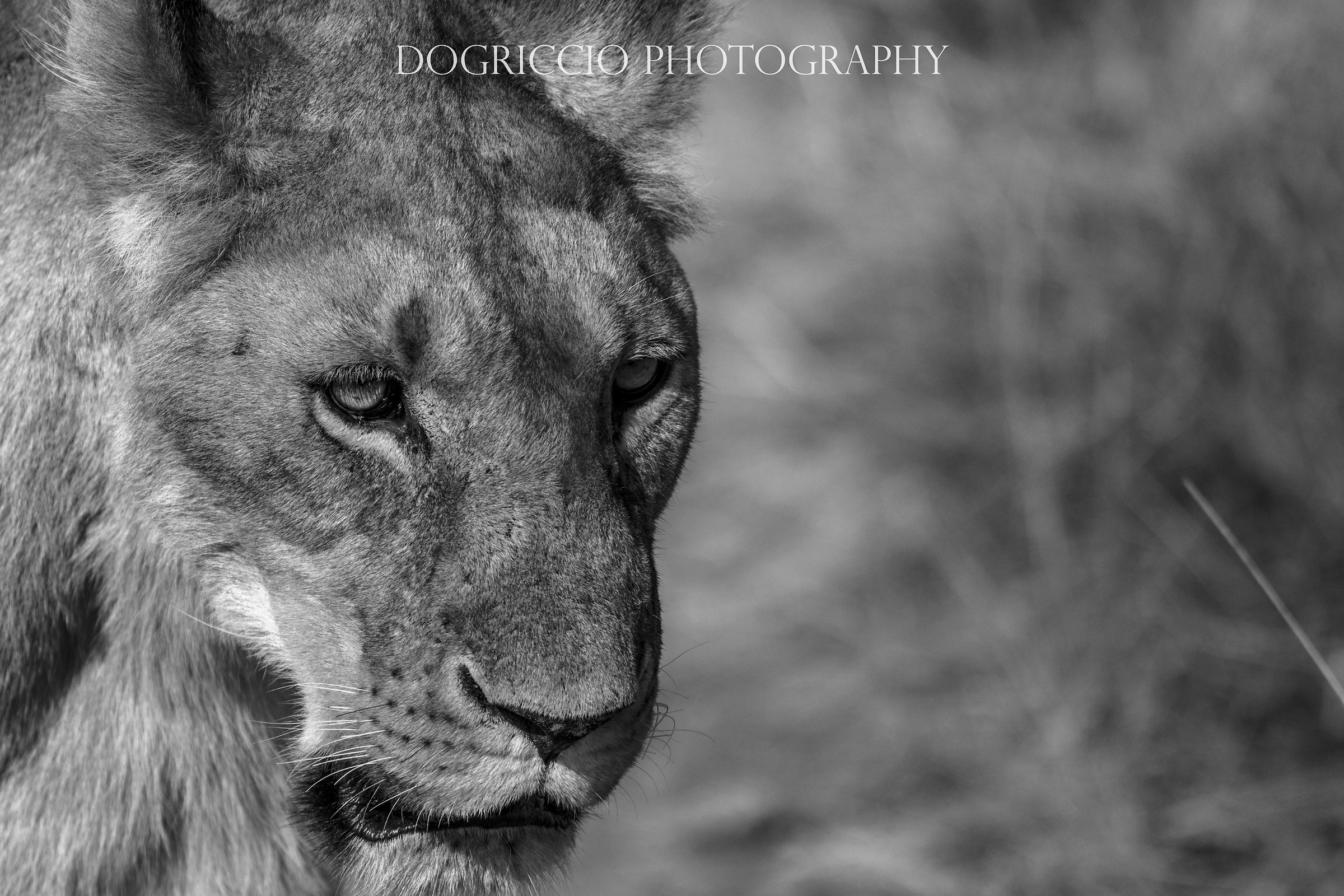 Lioness portrait