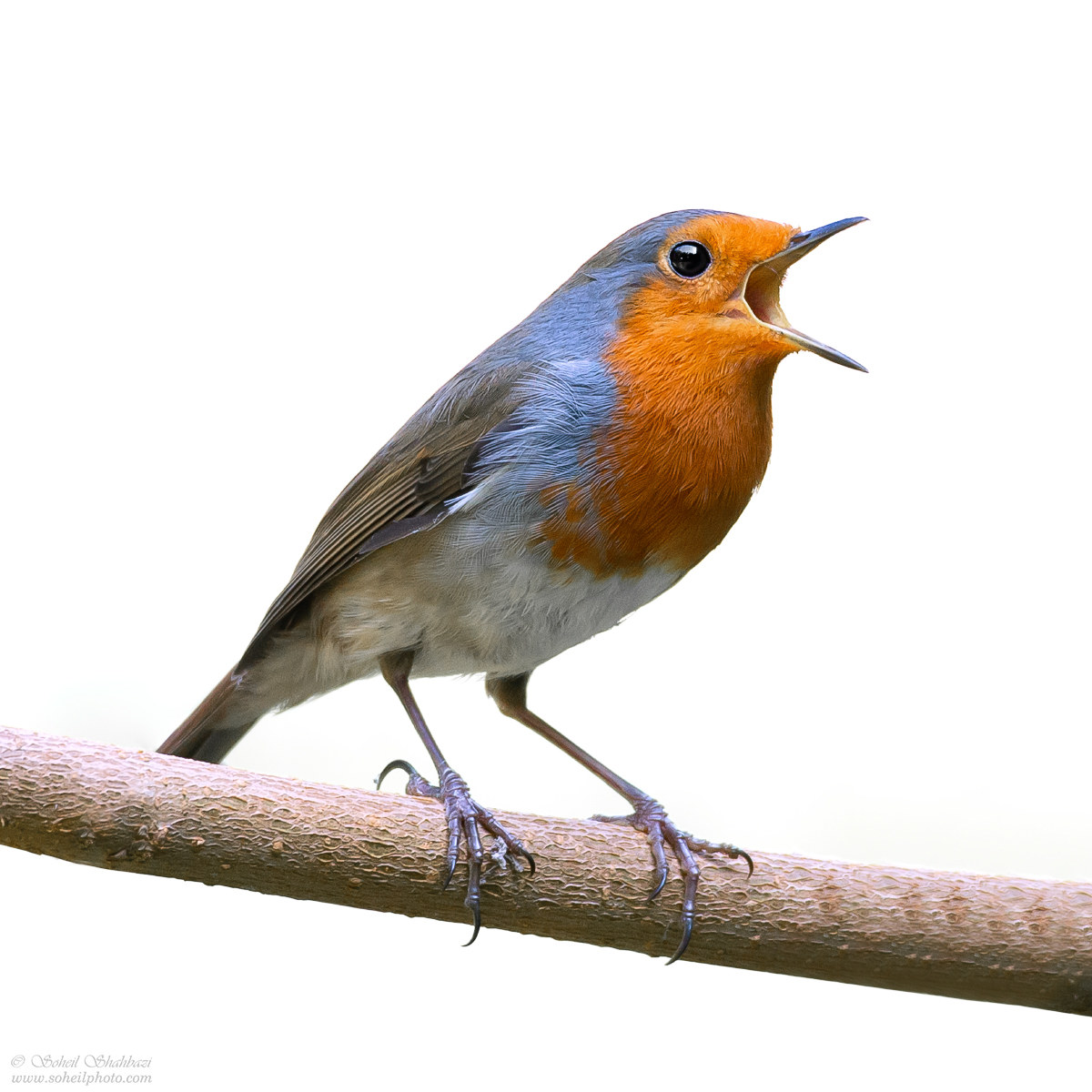 European robin