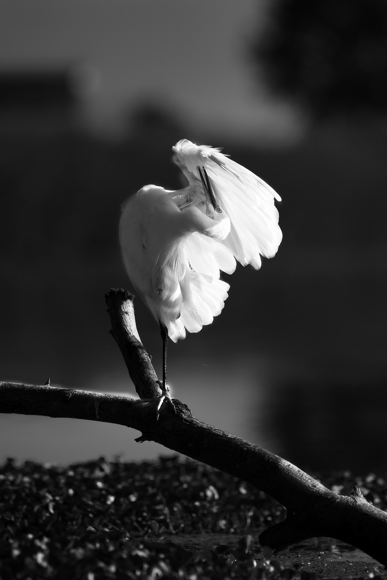 Heron in the shadow of the wing
