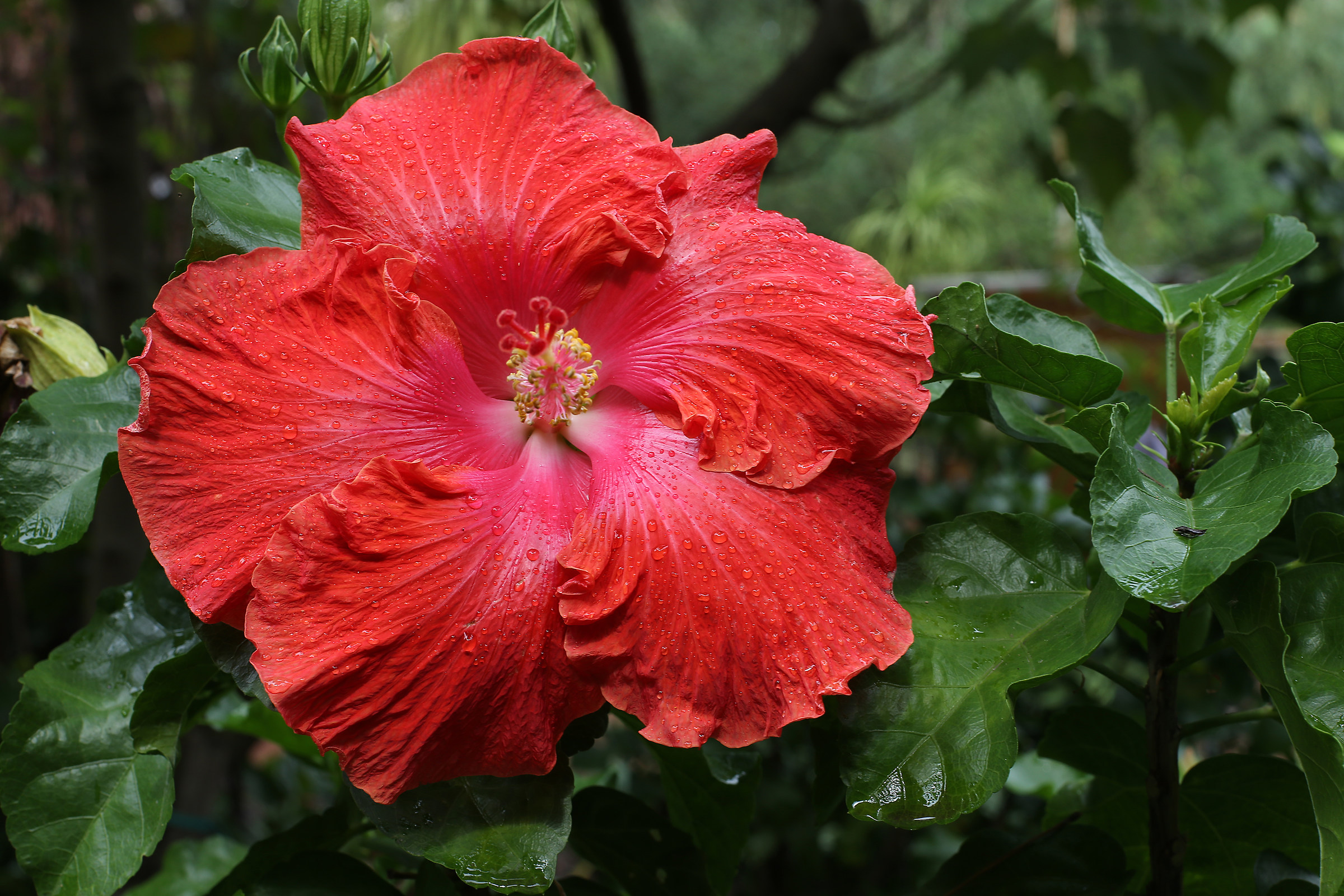 Rosso Hibiscus