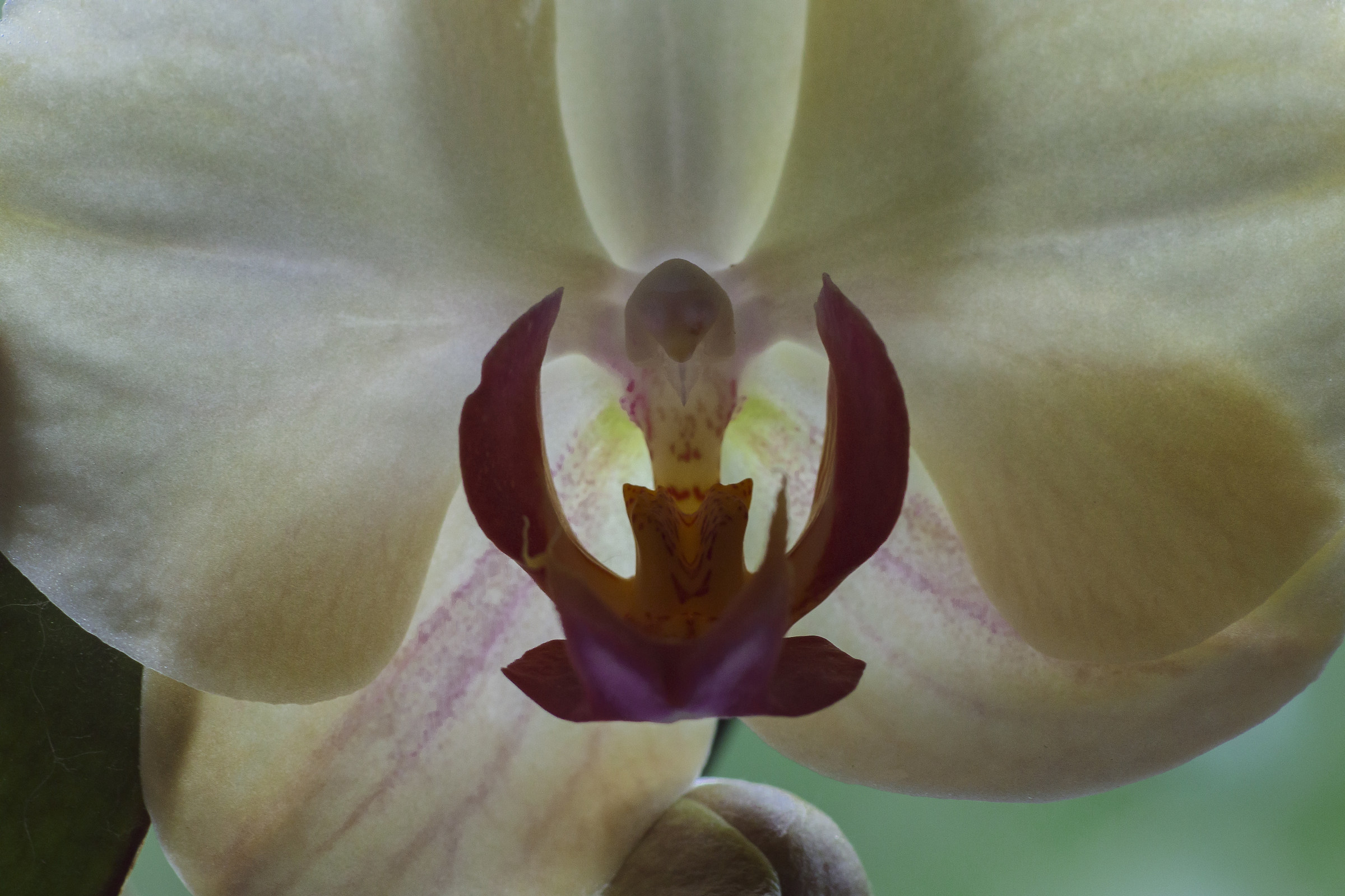Orchid 1