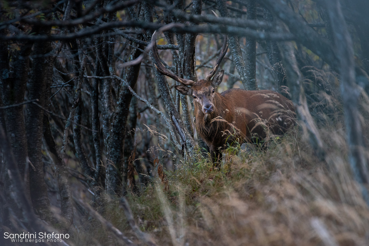"....cervo che esce da foresta...."