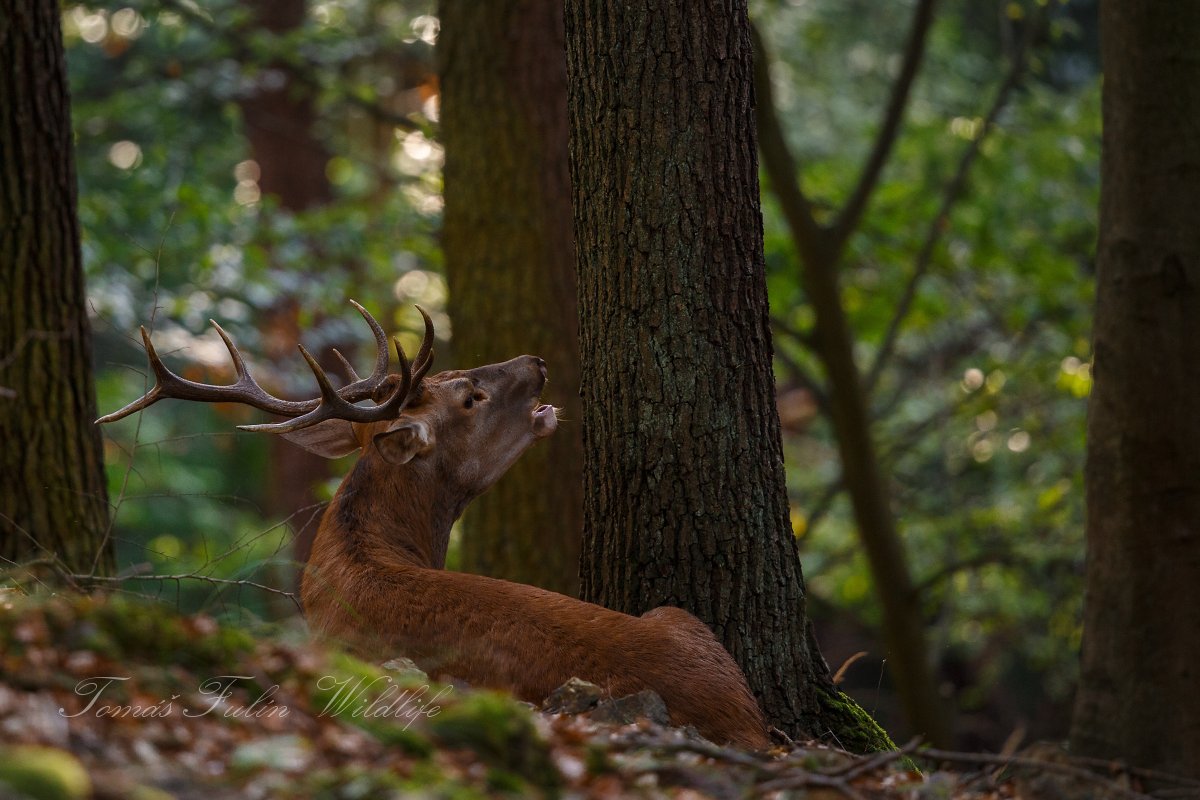 Deer rut 2018