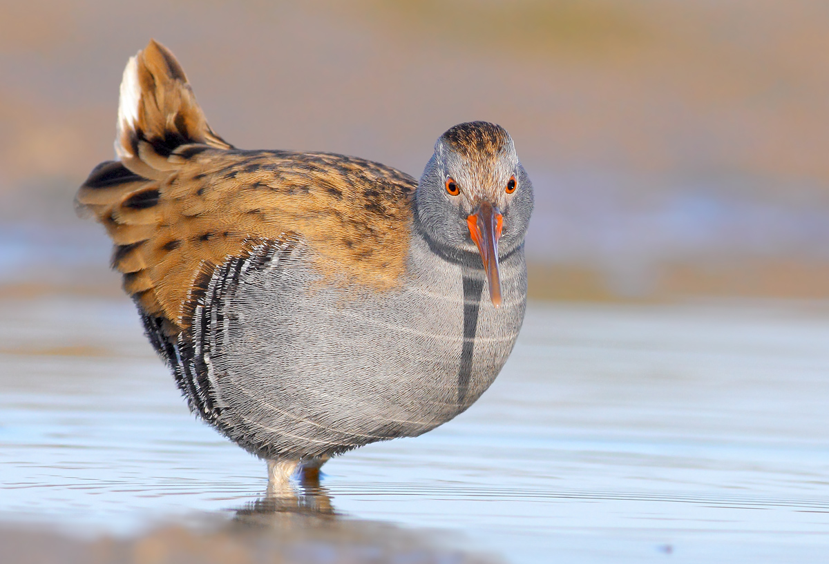 Water Rail