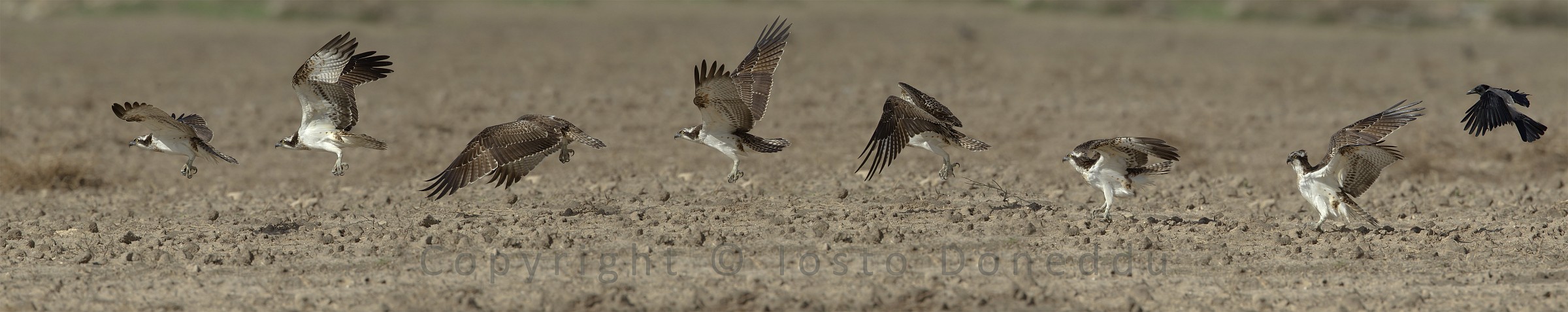 Osprey flash MOB....ing