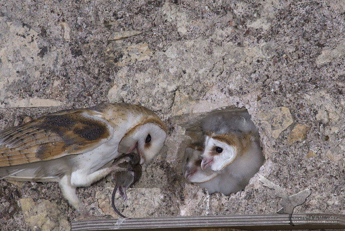 Barn Owl _tyto Sunrise _
