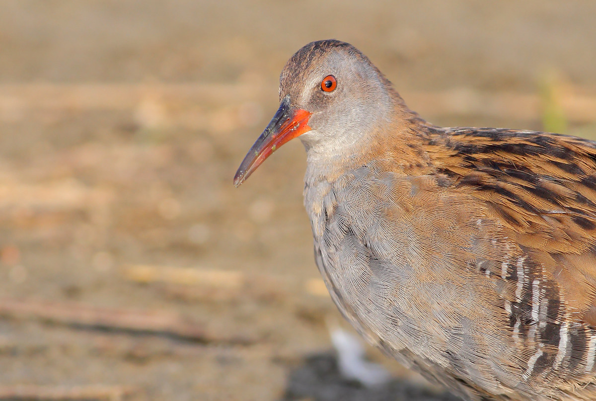 Water Rail