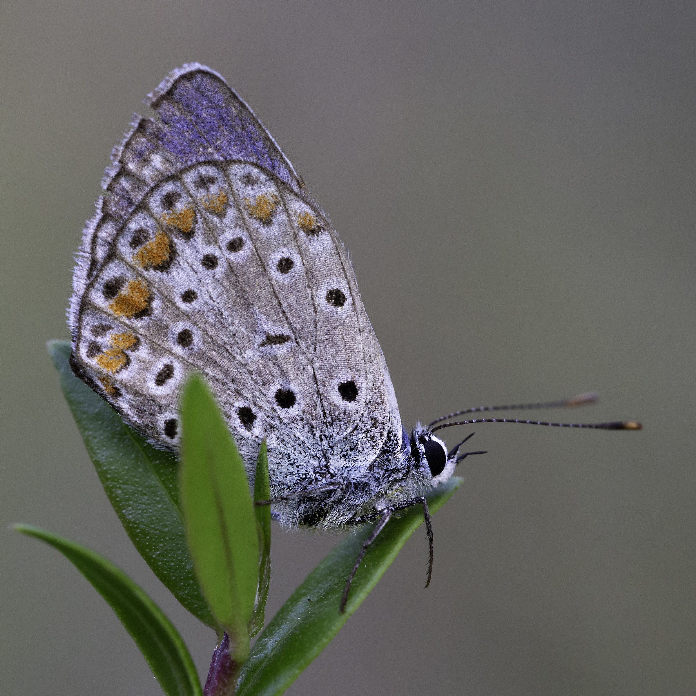 Polyommatus Icarus