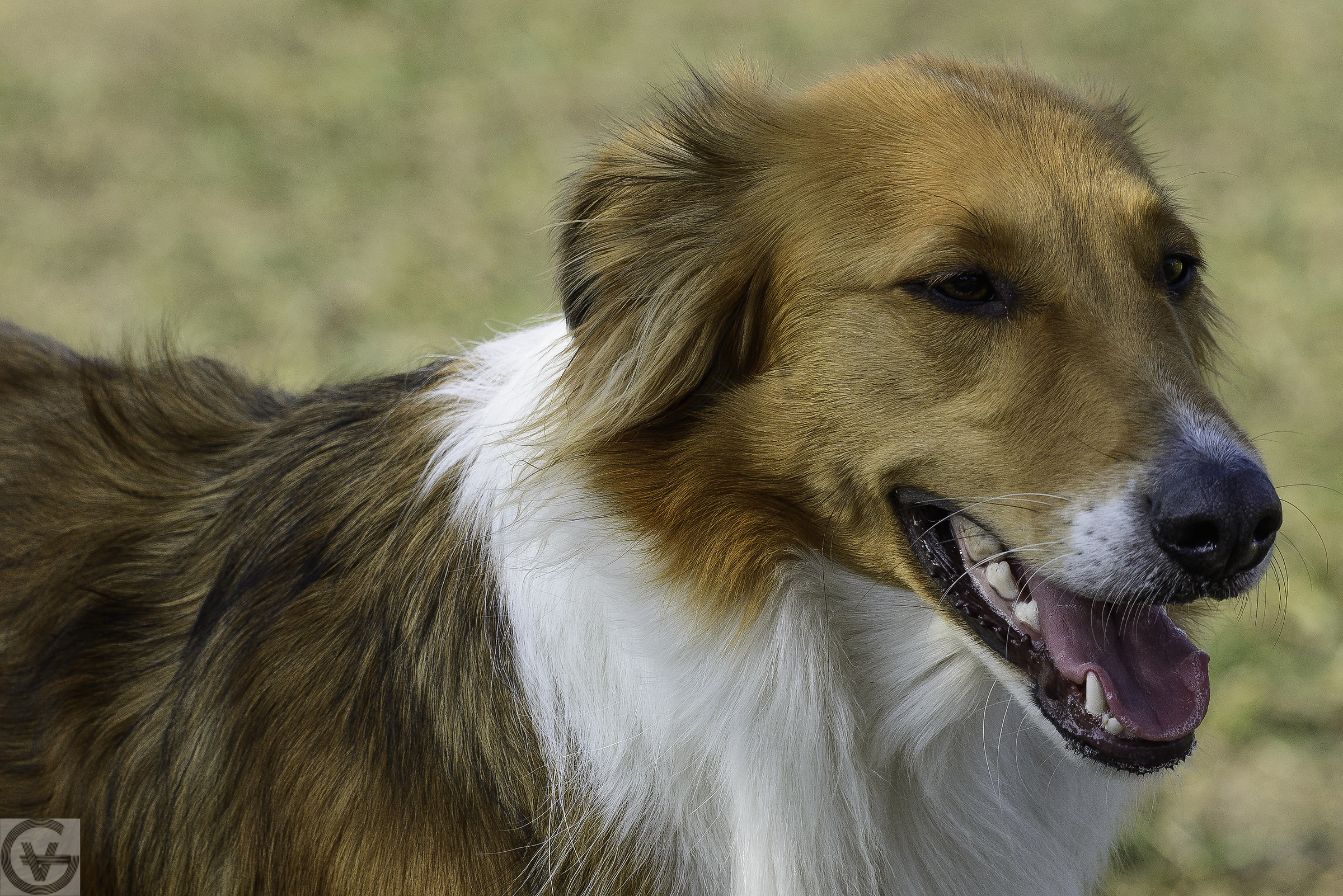 A day in the midst of our four-legged friends