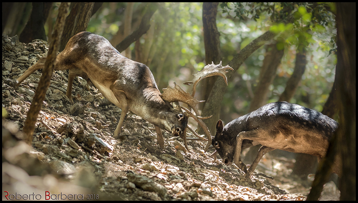 Spettacolare combattimento tra daini!