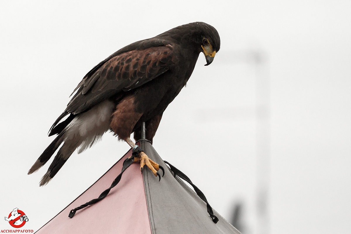 Antique Fair Saint Lucia di Piave