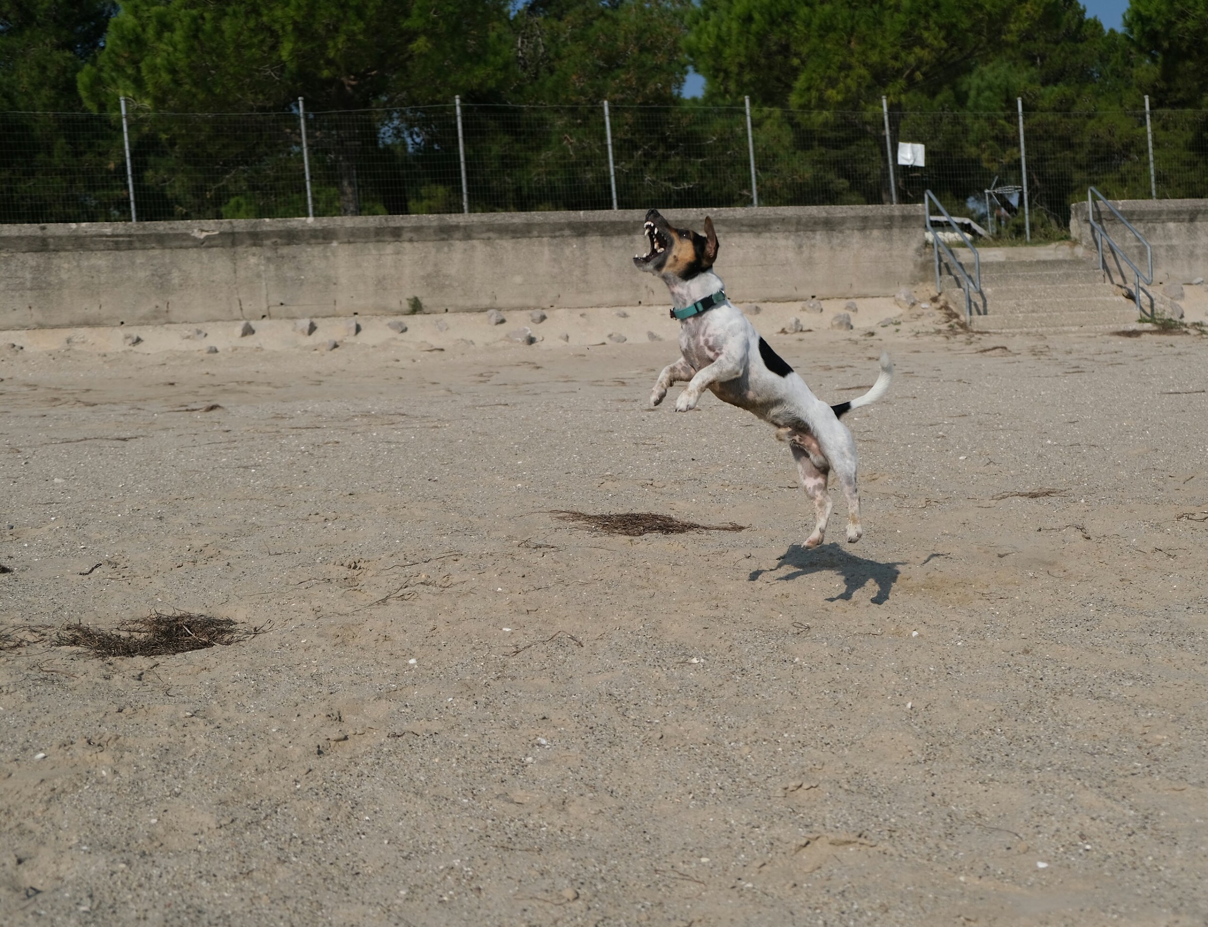 Premietto ti prenderò