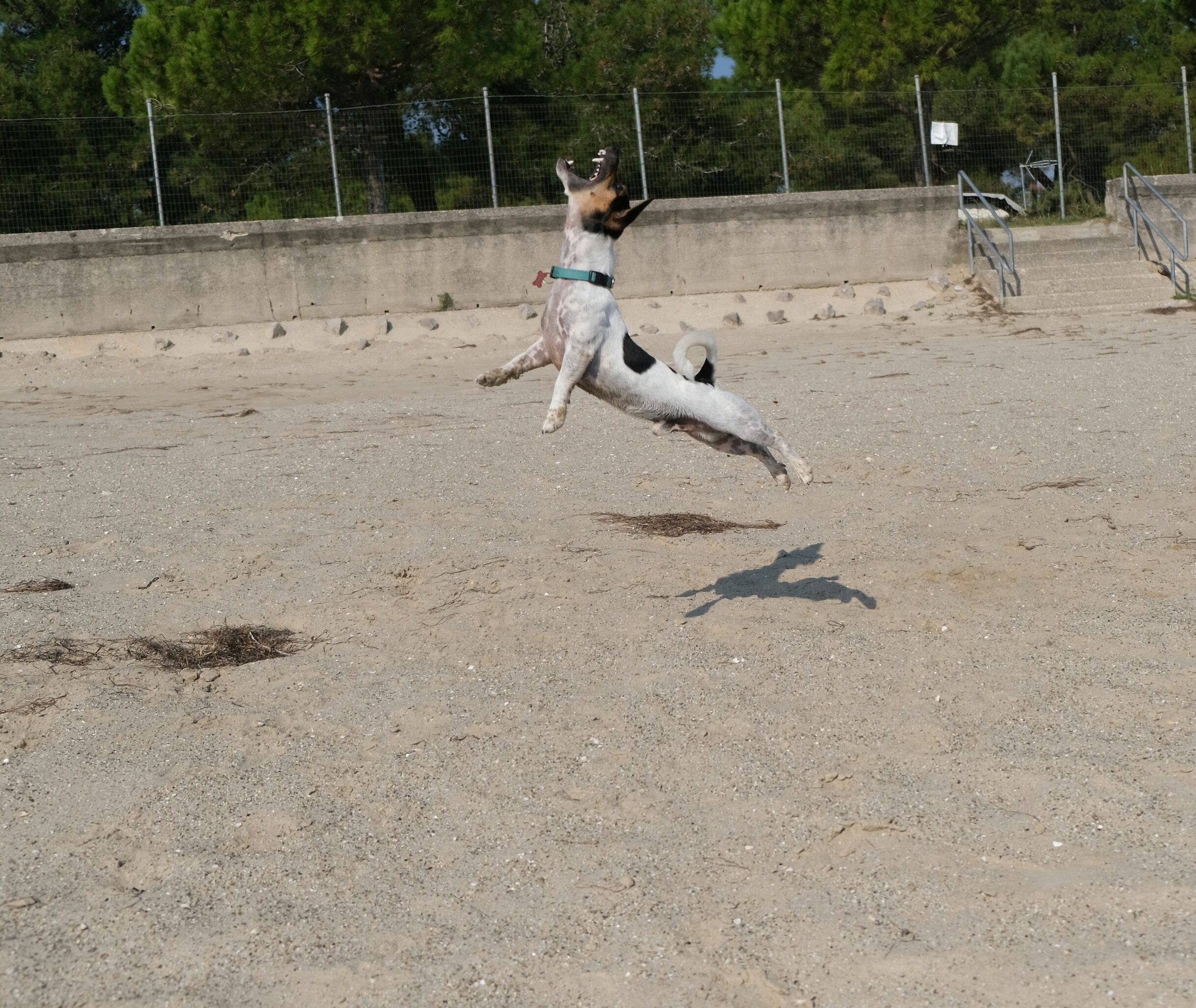 Premietto ti prenderò