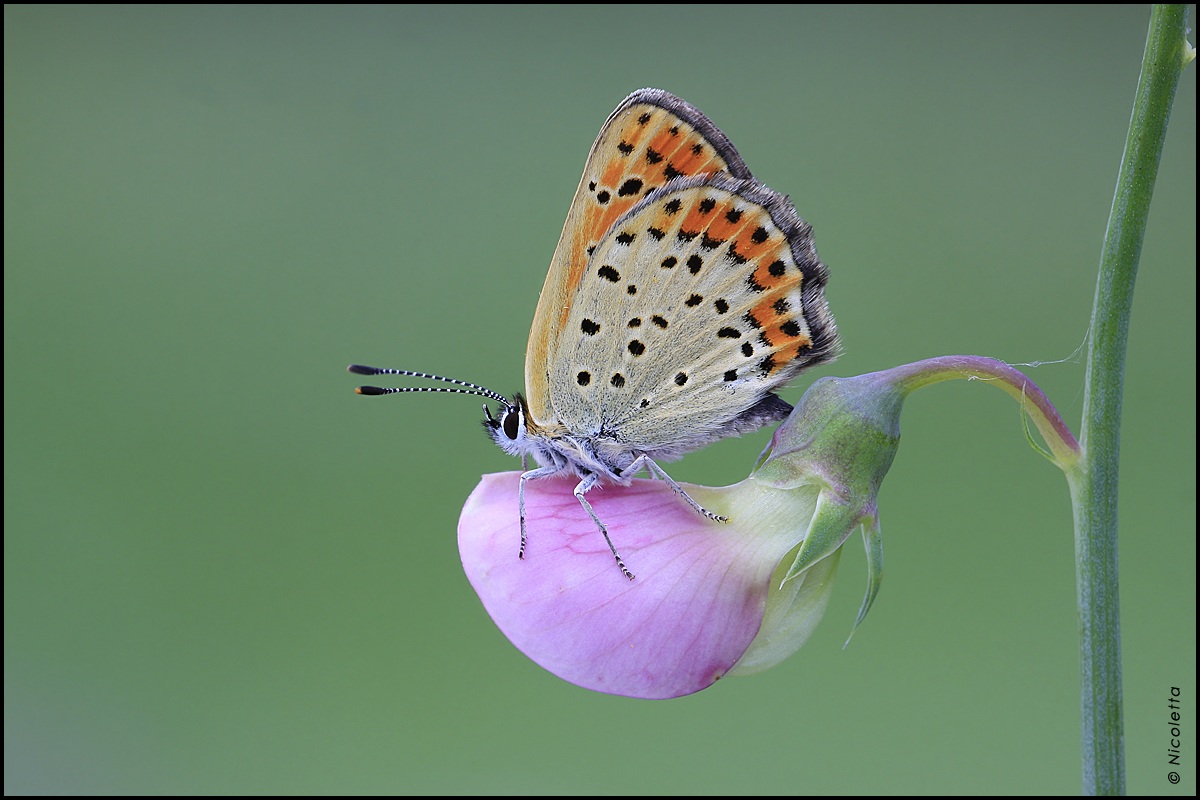 Lycaena tityrus