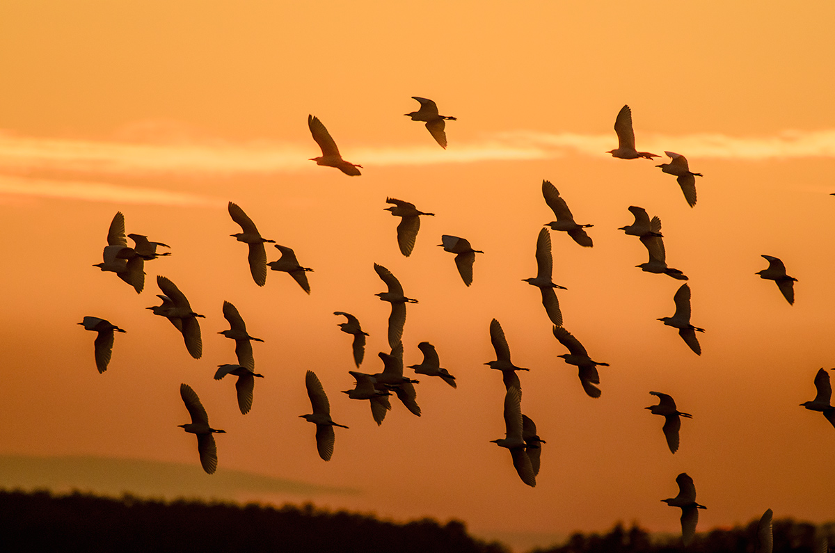 The sun imbionda ...