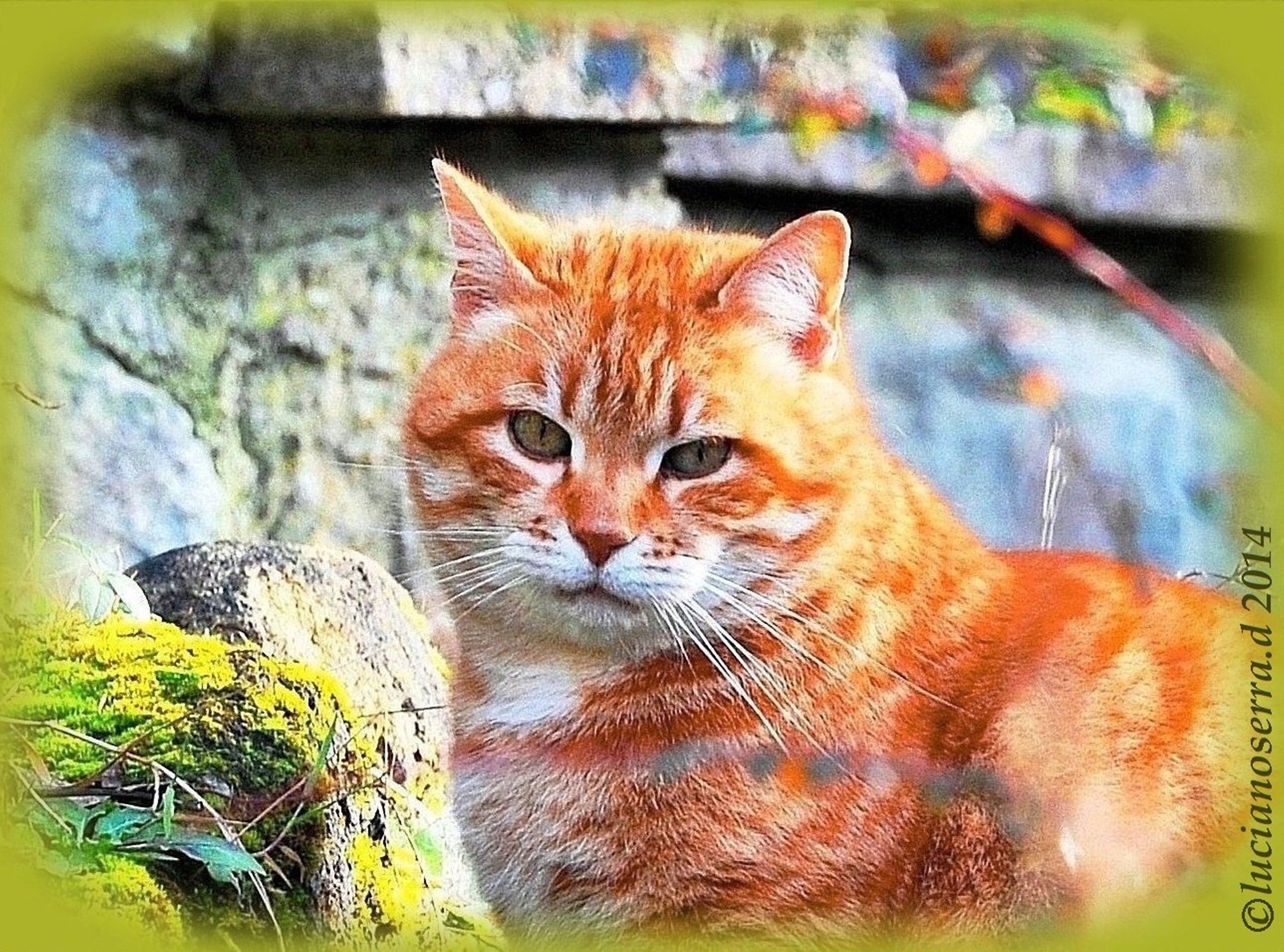 Tommy... a kitten in the Savazza of Monterenzio (Bo)