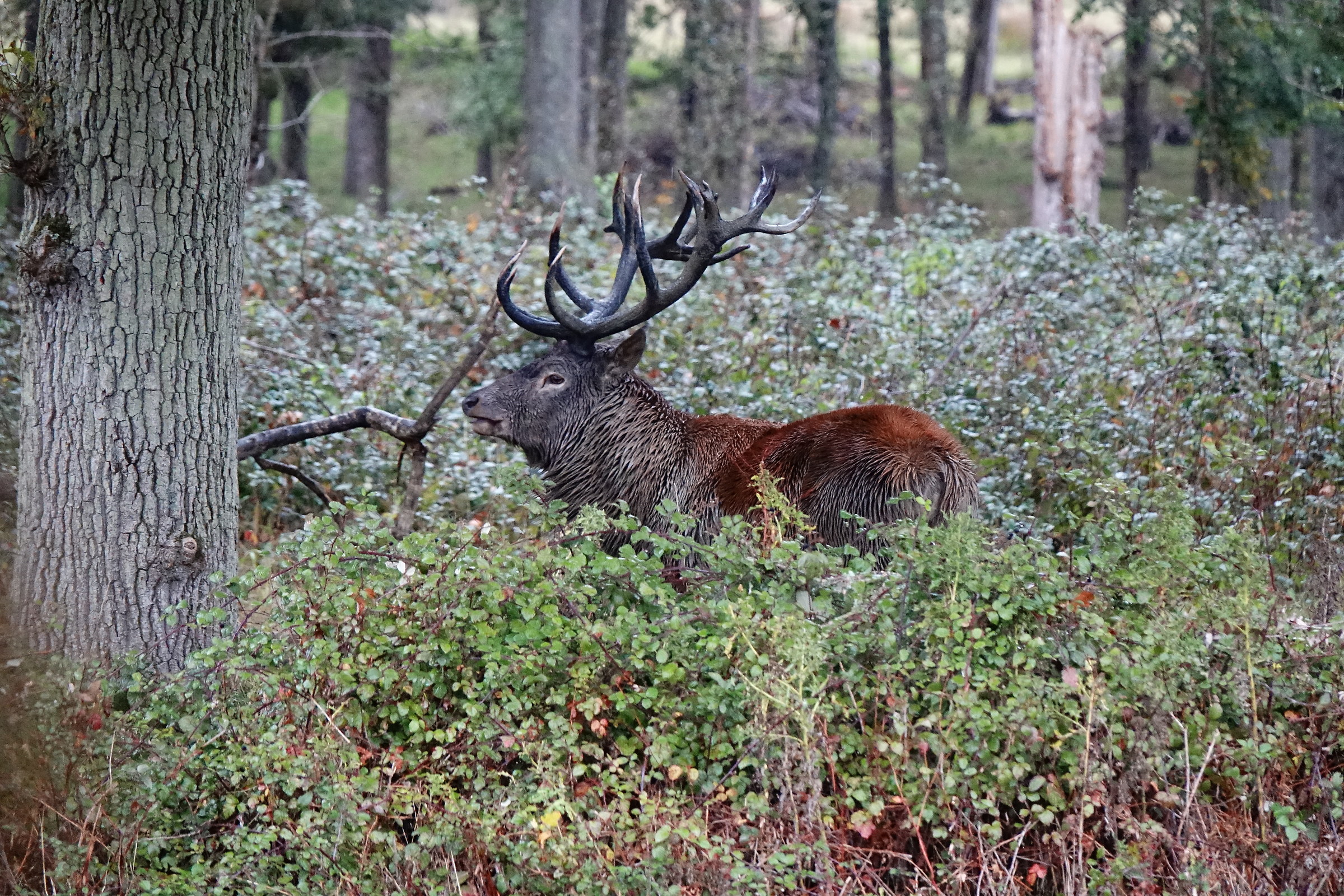 old man of the forest