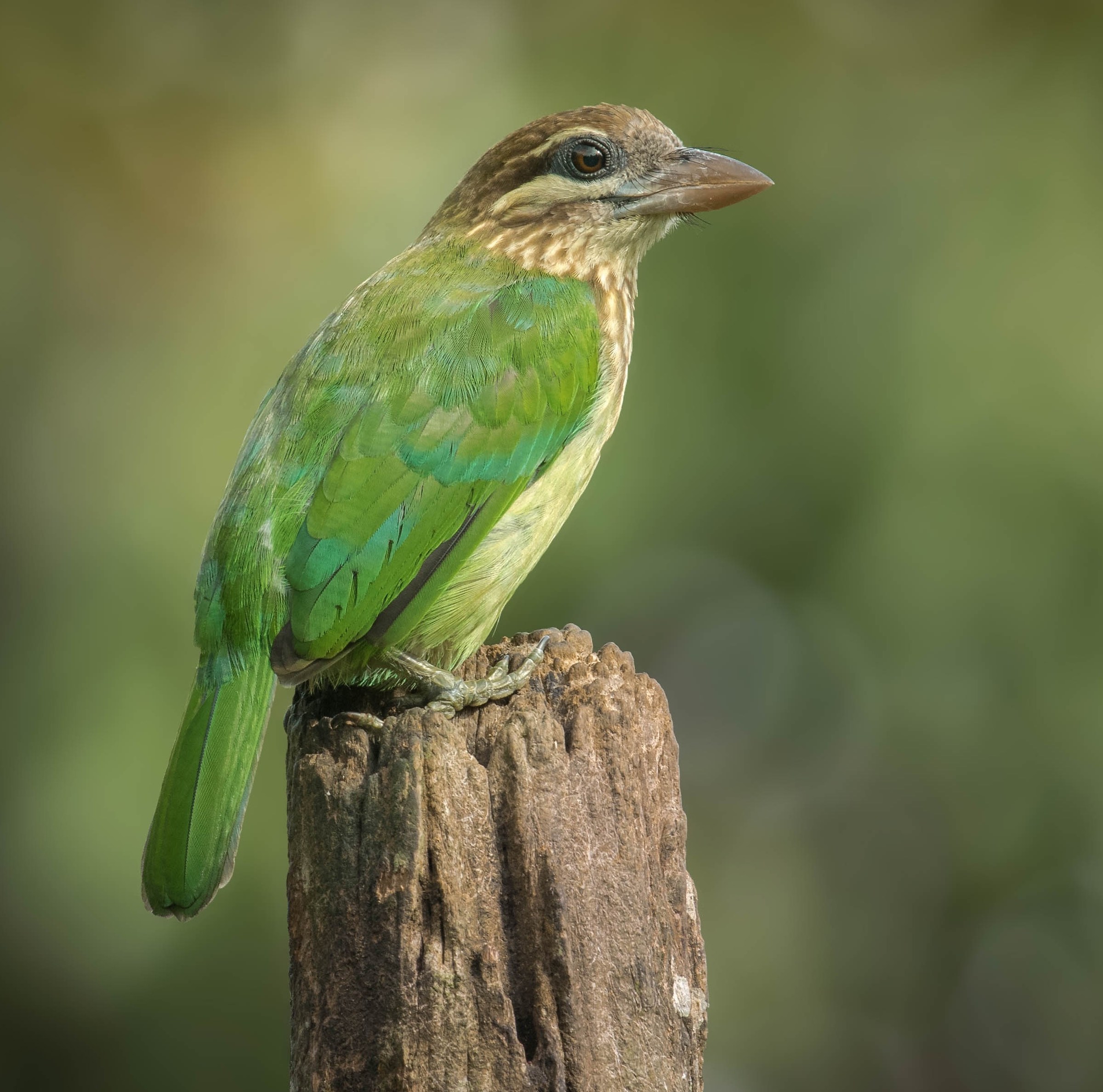 White-cheeked barbet