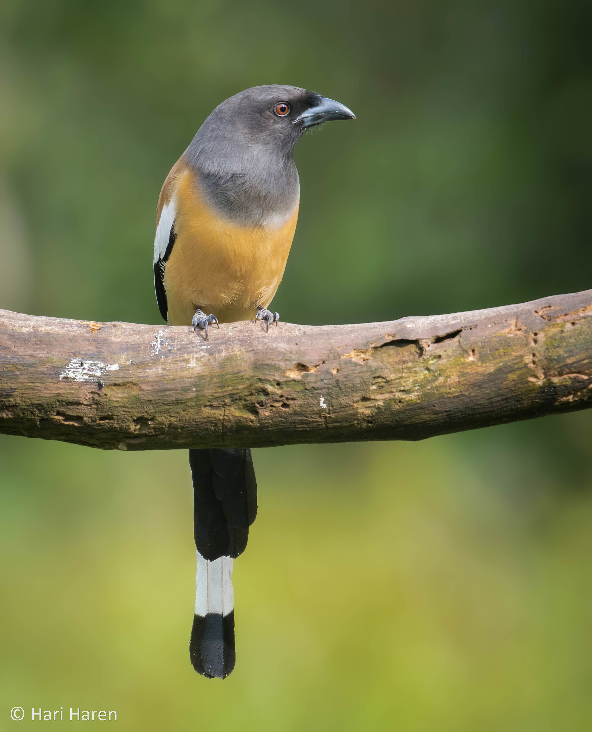 Rufous treepie