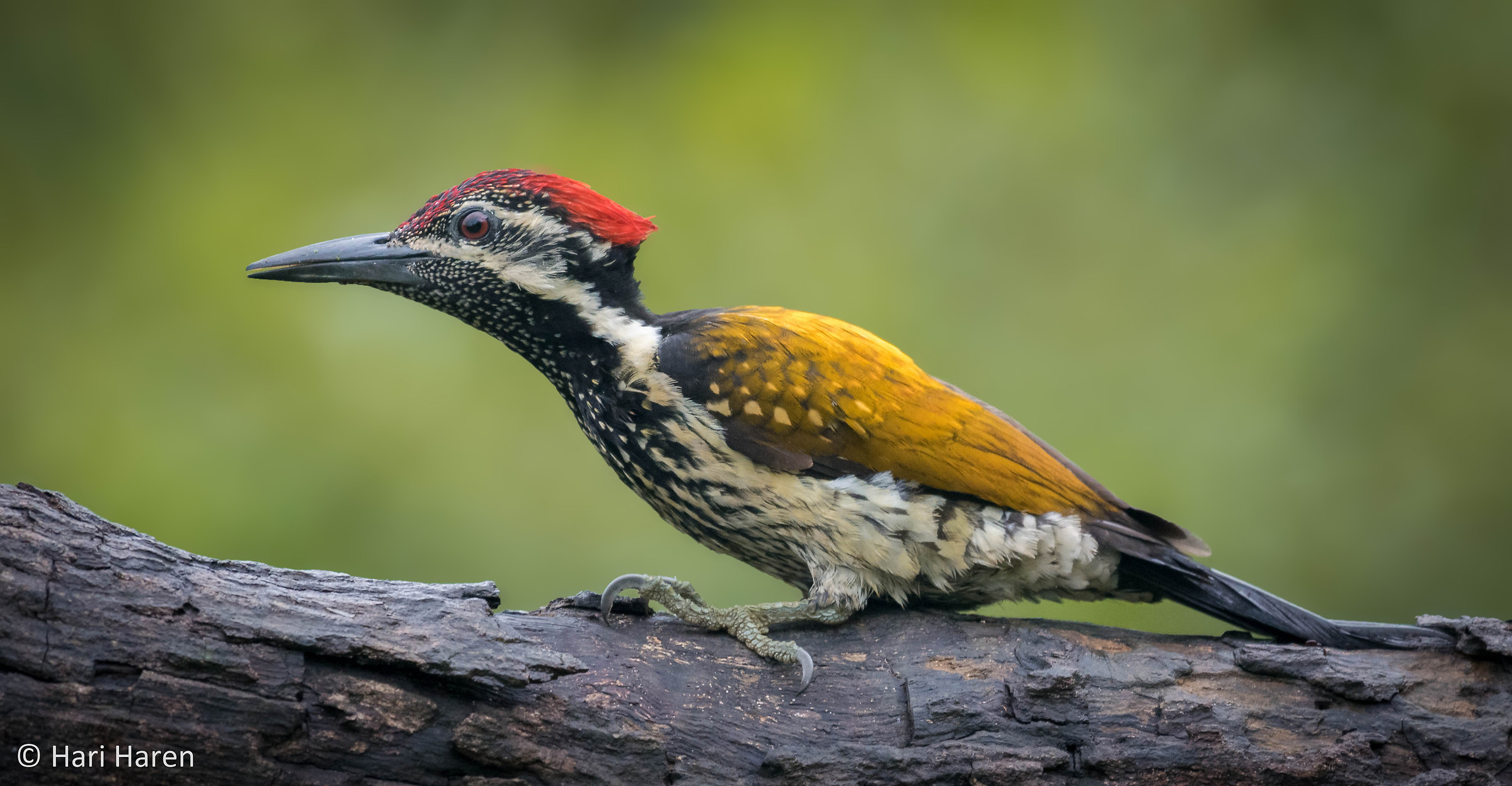 Flame-backed woodpecker