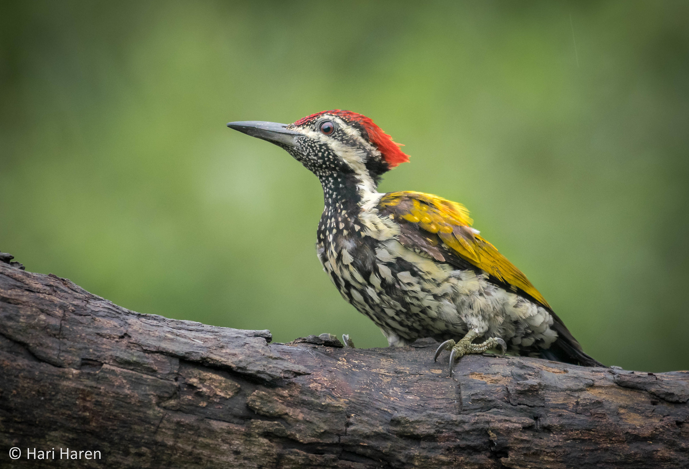 Flame-backed woodpecker