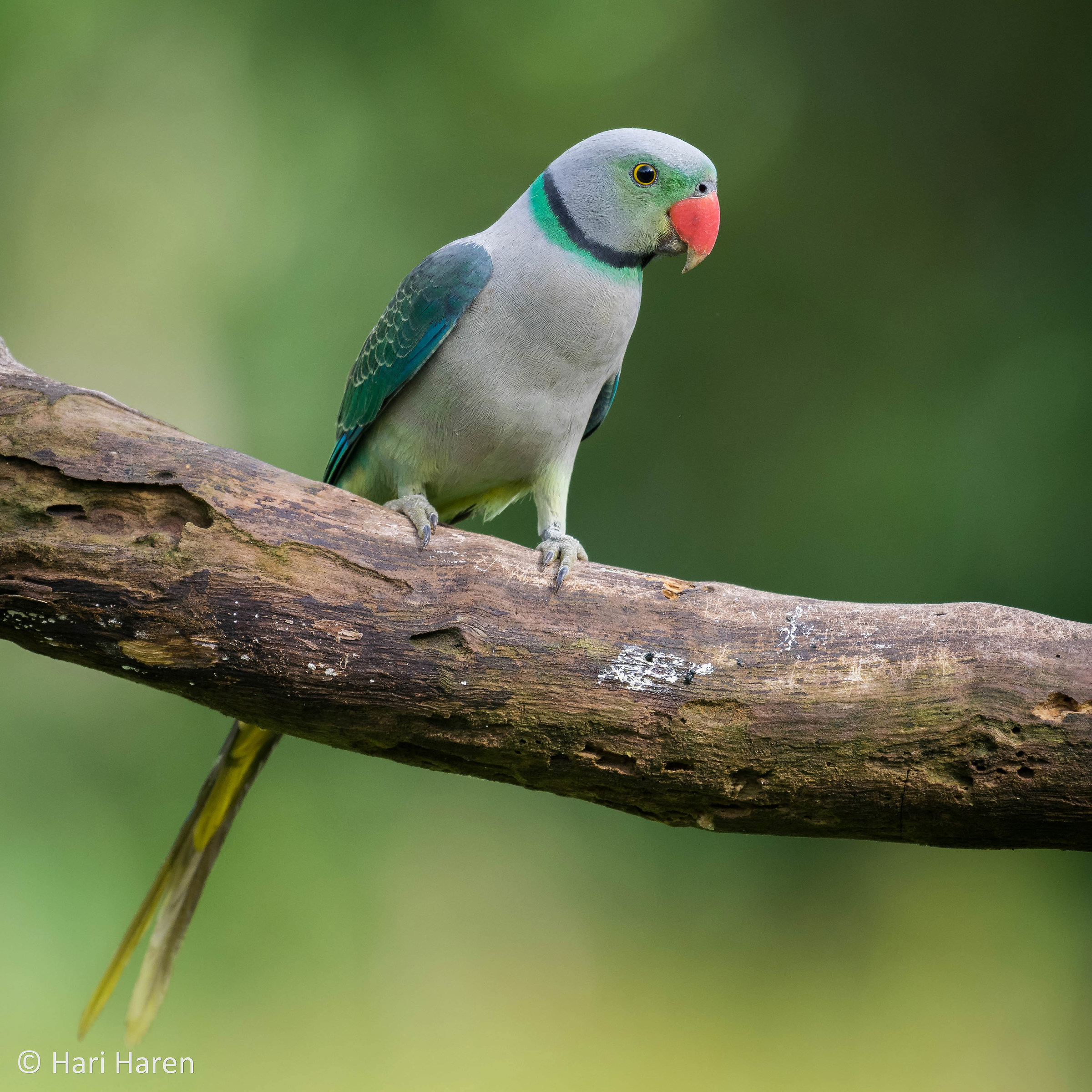 Malabar parakeet