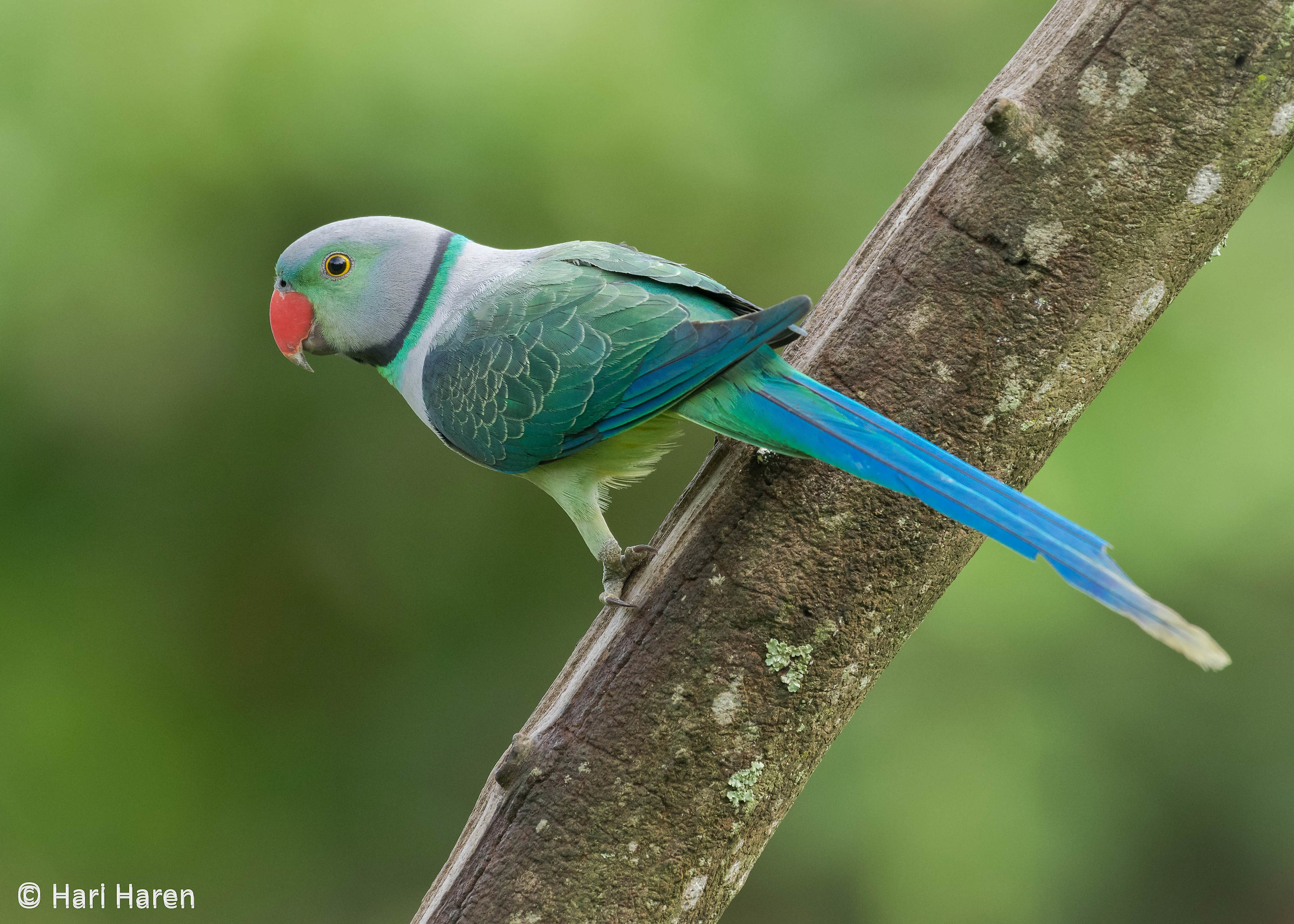 Malabar parakeet