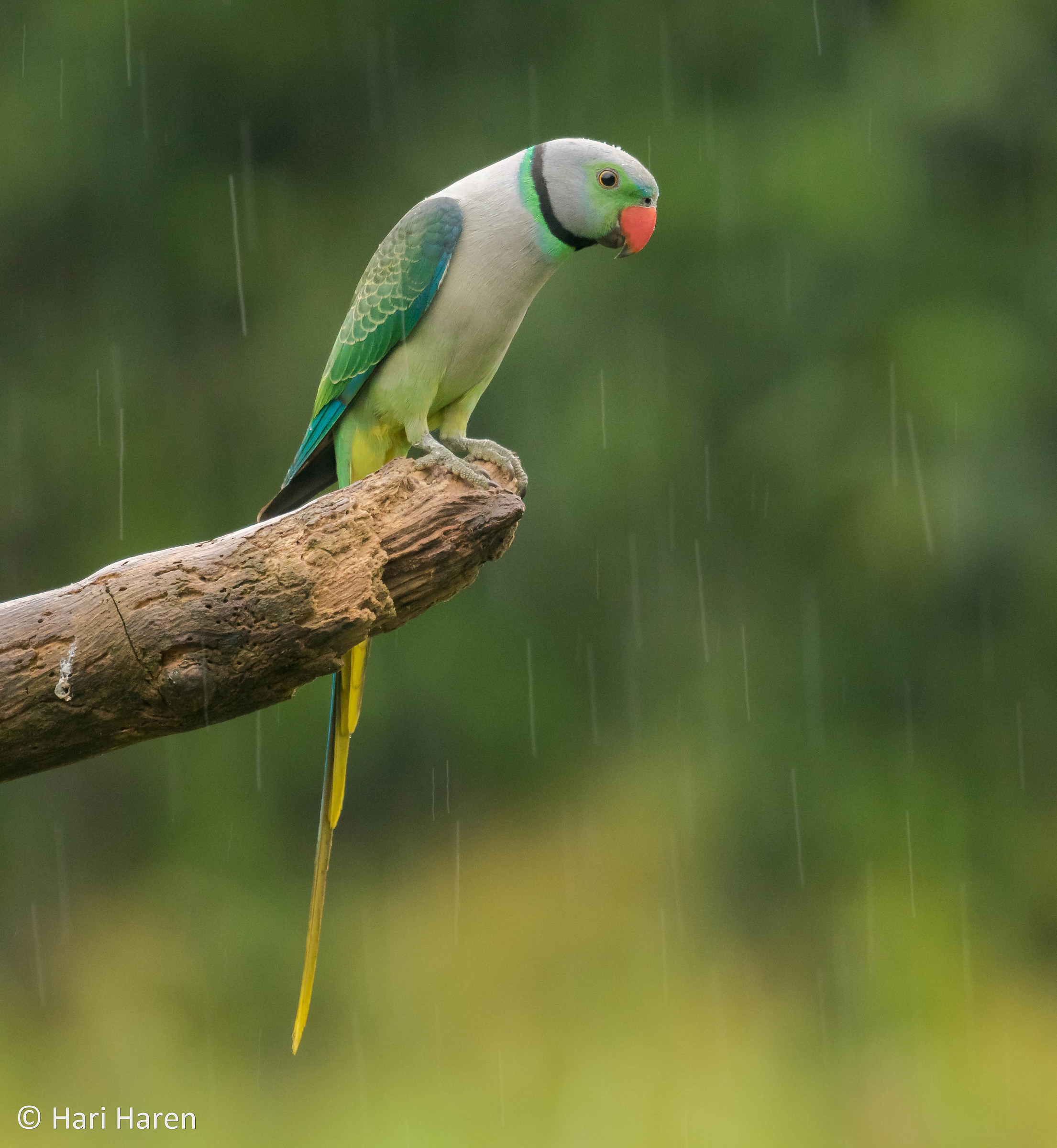 Malabar parakeet