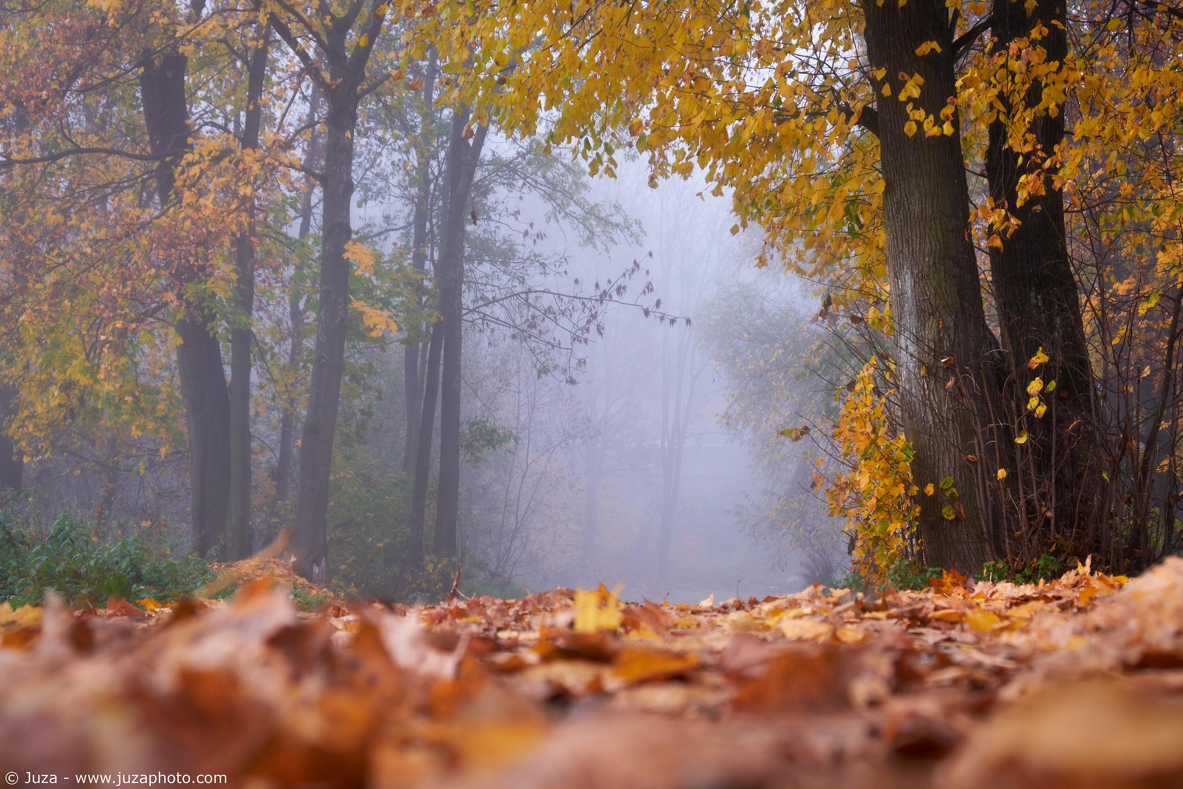 Fog in the woods, Slovakia