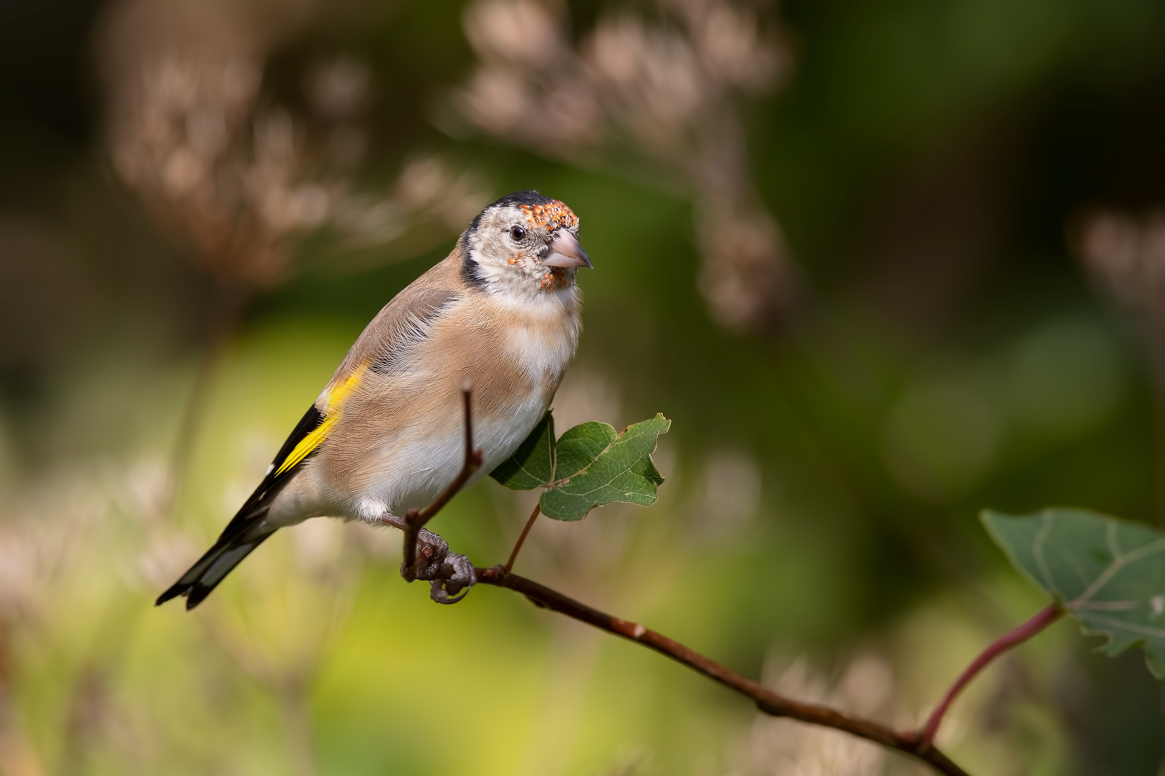Cardellino (Carduelis carduelis)