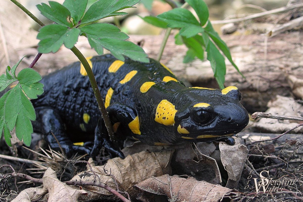 Salamandra