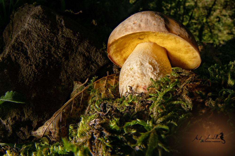 All'ombra degli alberi