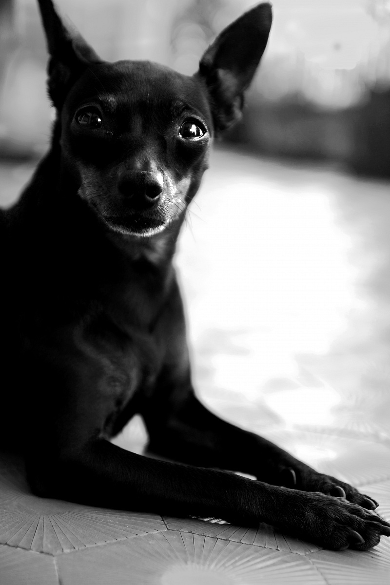 portrait black and white dog