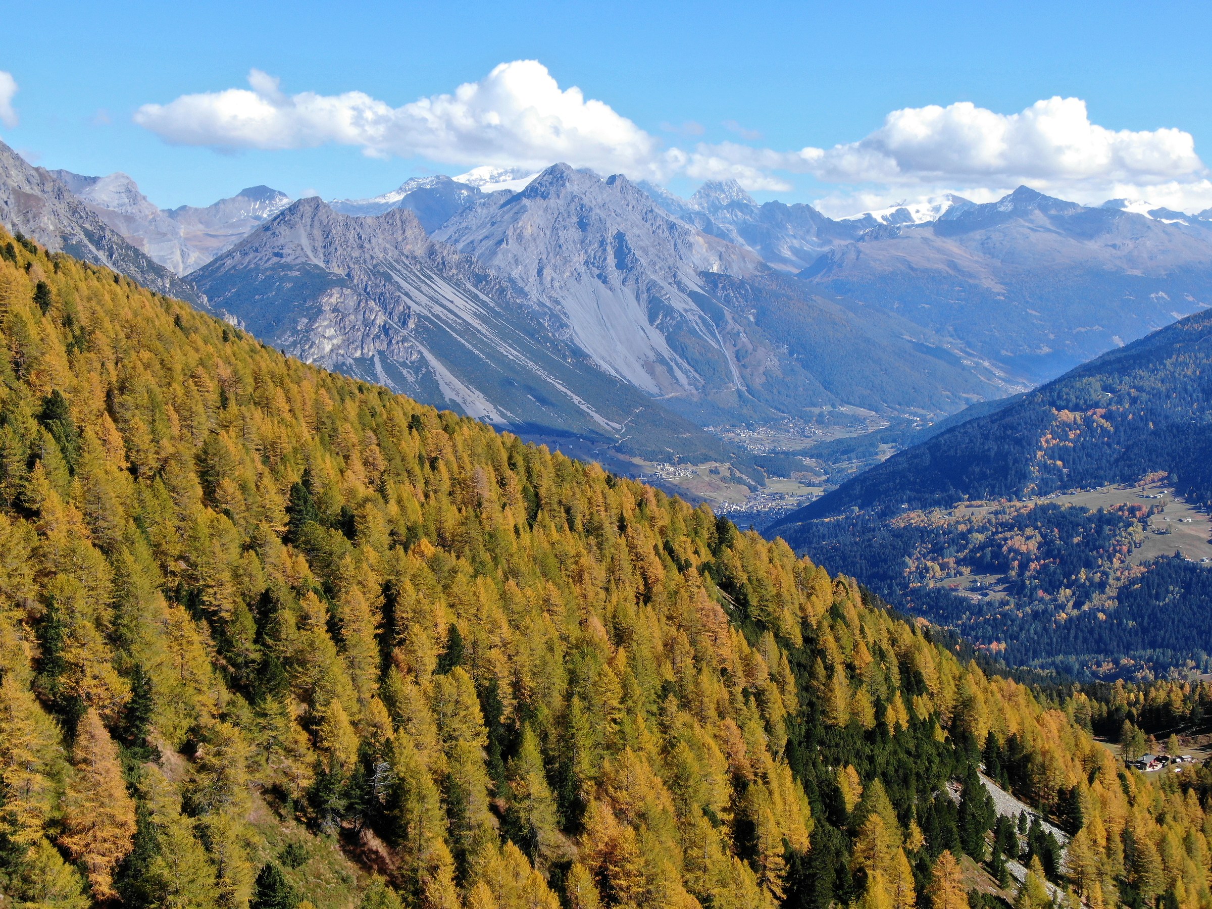 Larici Autunno Valdidentro