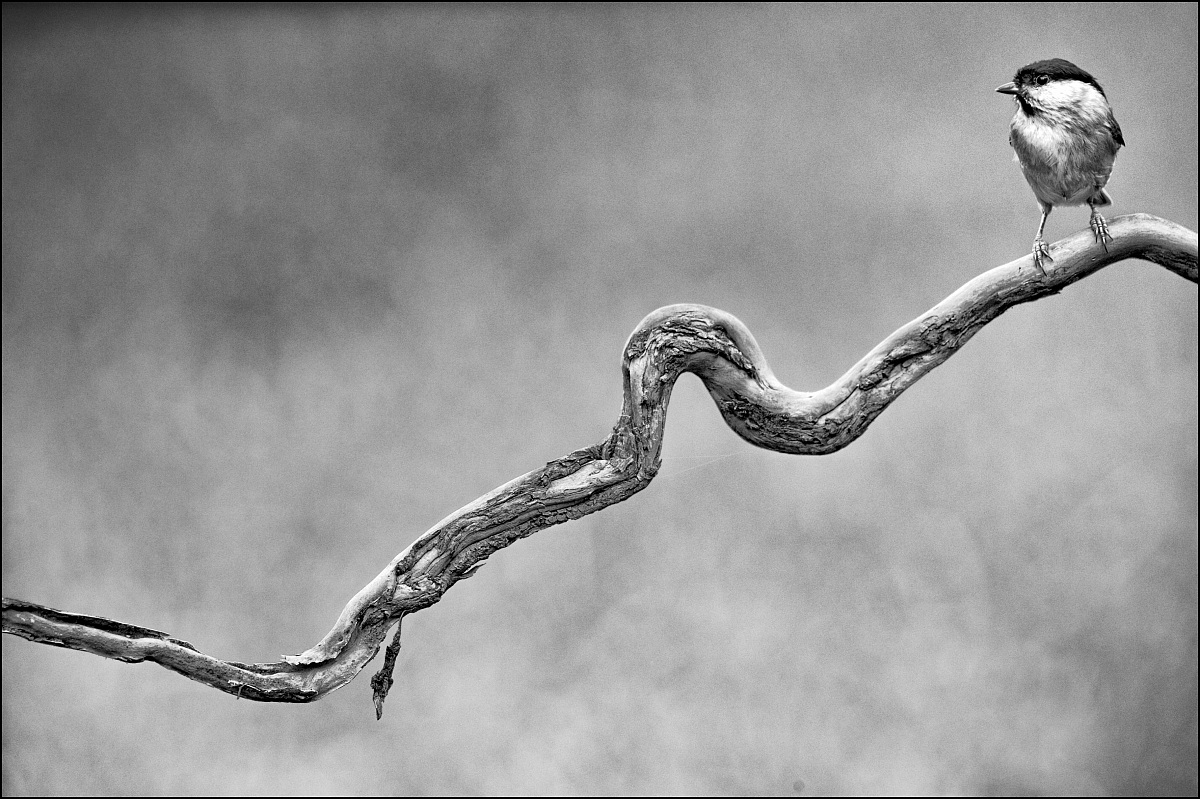 Bassani school...in BW 01