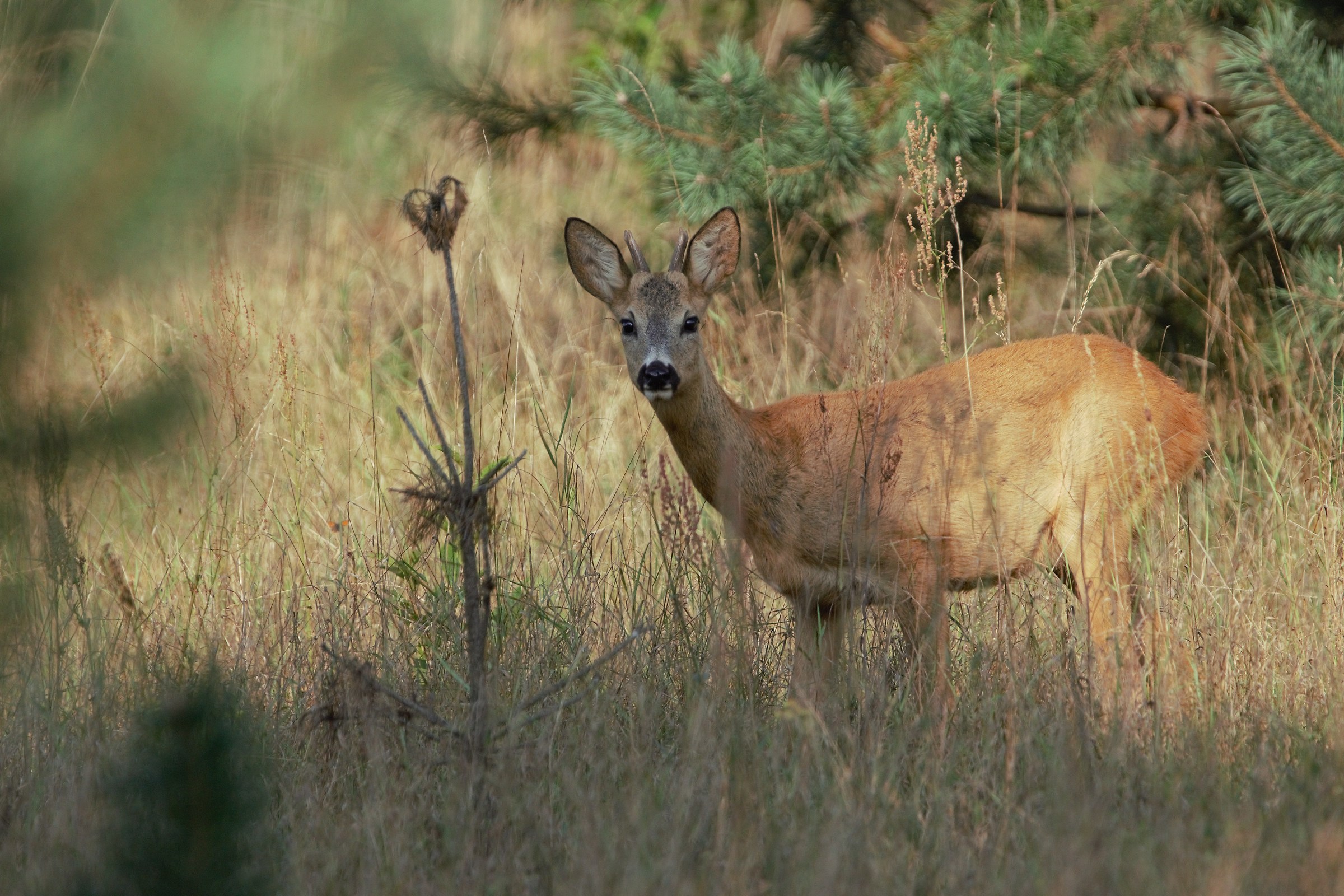 Daina di capriolo (Capreolus capreolus)