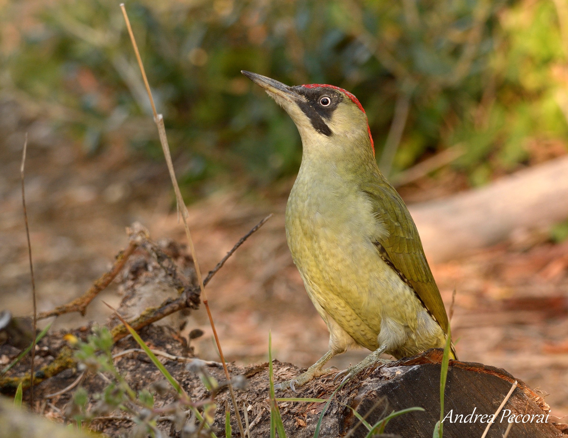 Green Woodpeckers