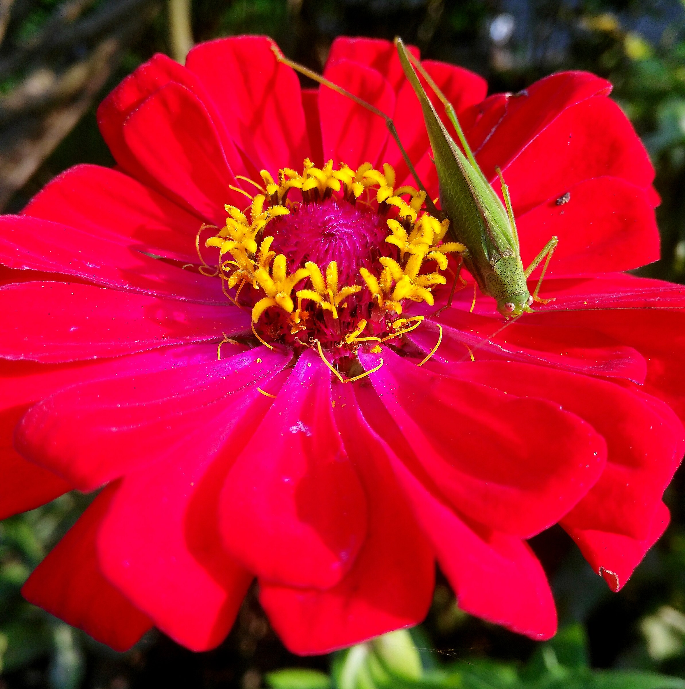 Grillo su zinnia